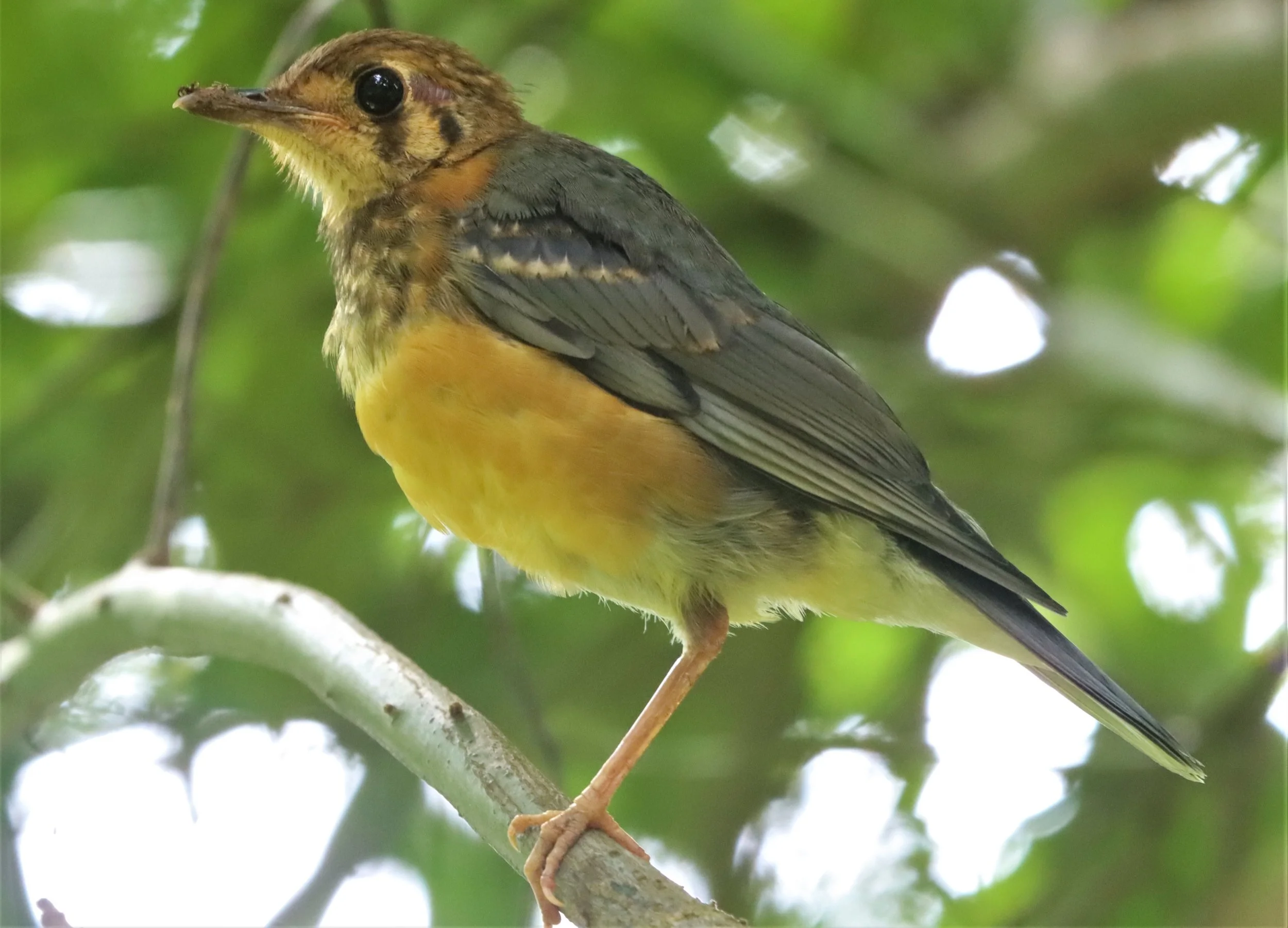 Orange-headed Thrush (Zoothera citrina) Doi Ang Kang Chiang Mai (30).jpg