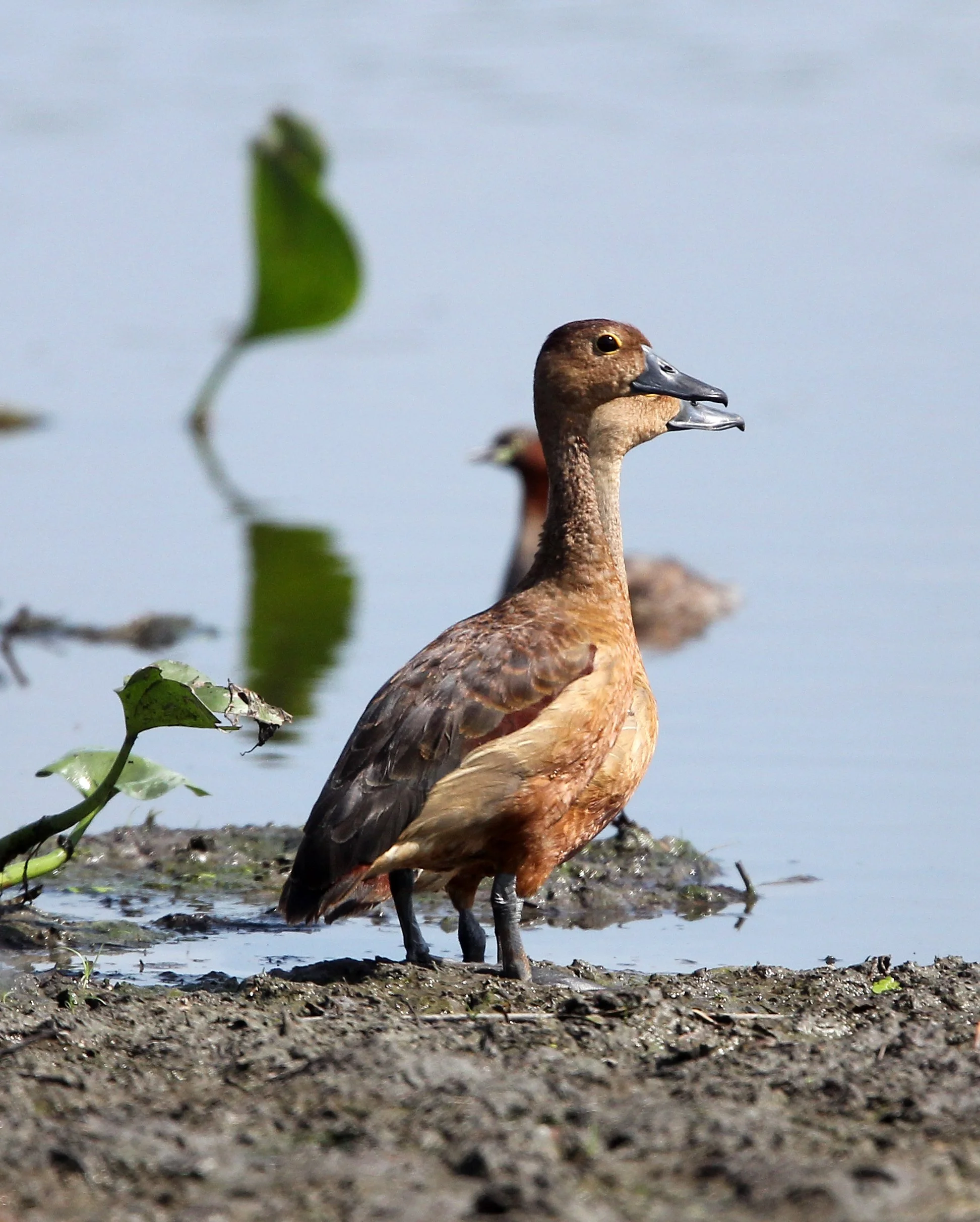 DUCK - LESSER WHISTLING DUCK  - Dendrocygna javanica - KOH LANTA THAILAND - SUMMER 2015 (25).JPG