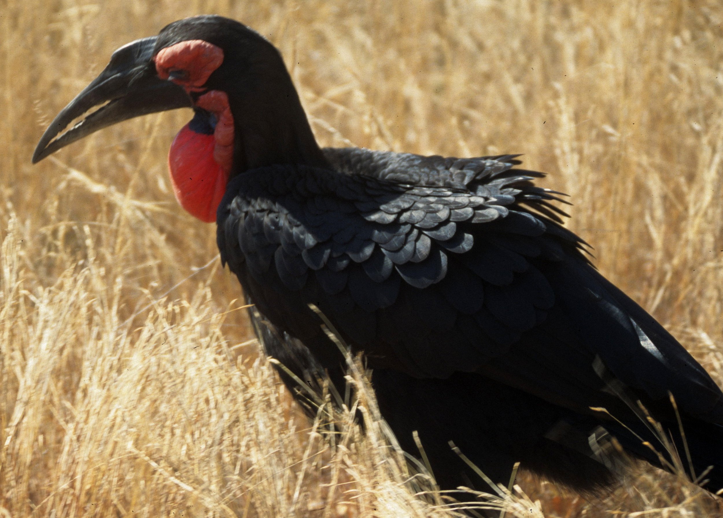 BIRDS - HORNBILL - GROUND - KRUGER E.jpg