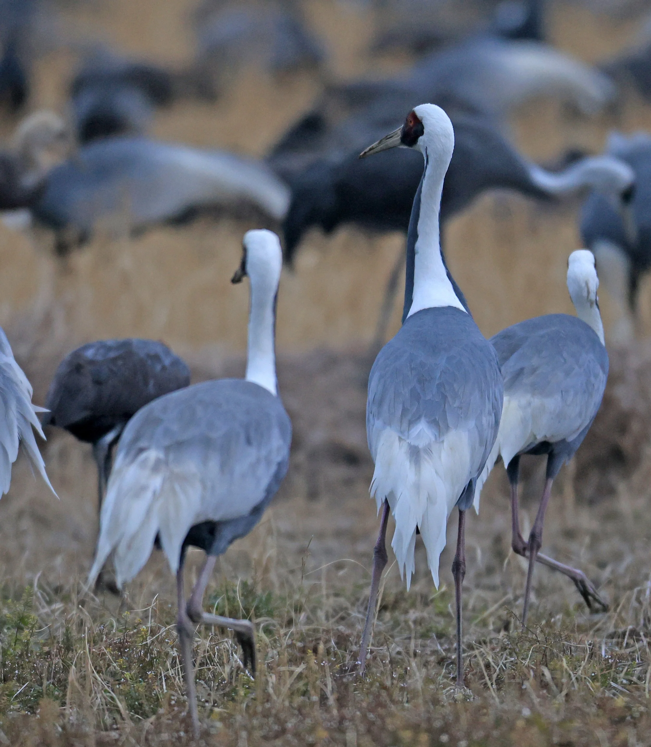 White-naped Crane (Antigone vipio) Izumi Crane Park & Center, Izumi Kagoshima Kyushu Japan (113).jpg