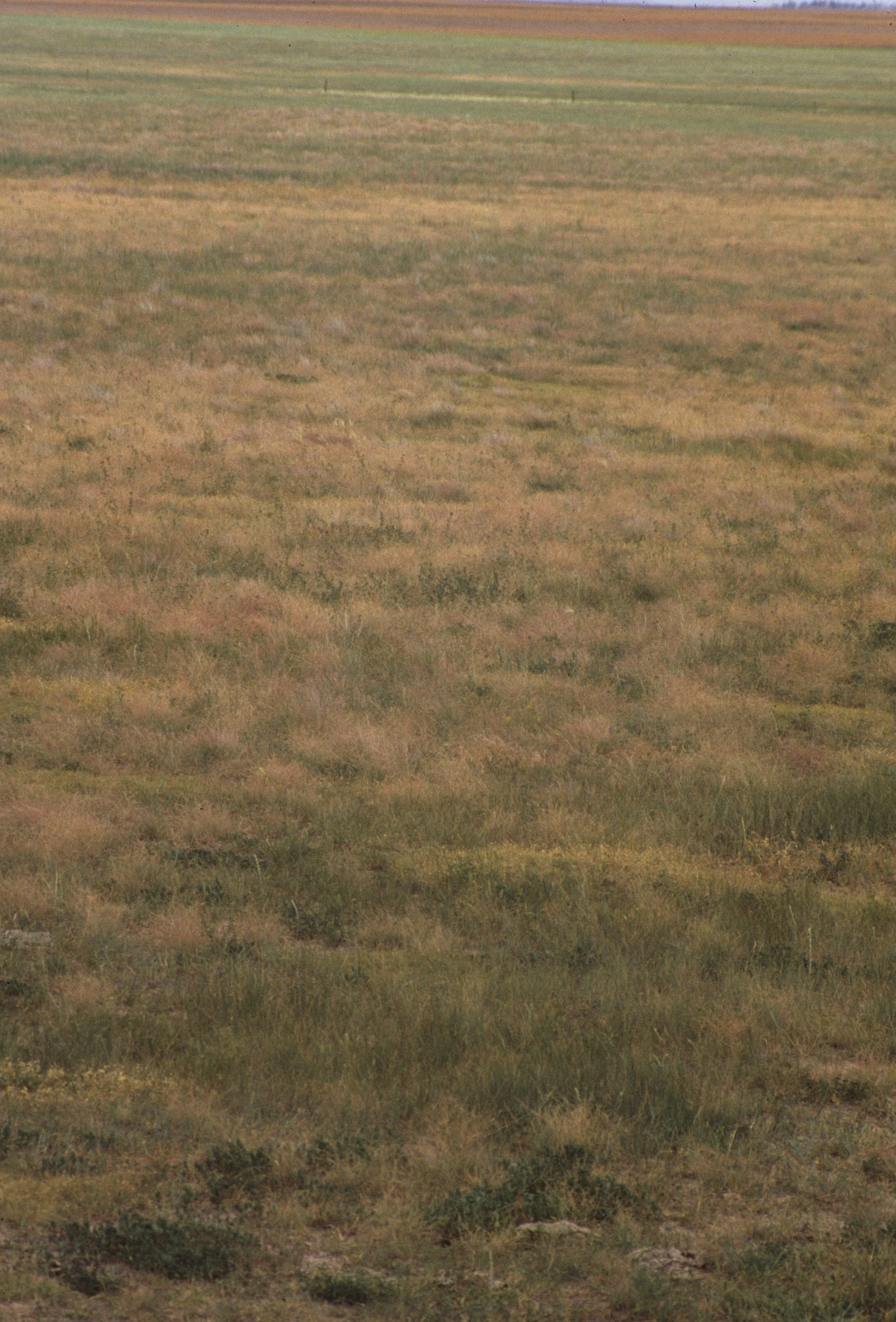 GREAT PLAINS  - GRASSLAND IN NEBRASKA.jpg