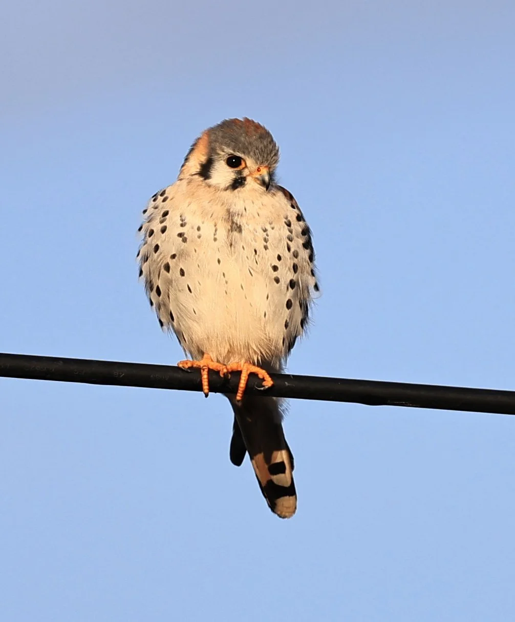 American Kestrel (Falco sparverius) Aurora Chaquena Reserve, Neuland Mennonite Colony Paraguay (4).jpg
