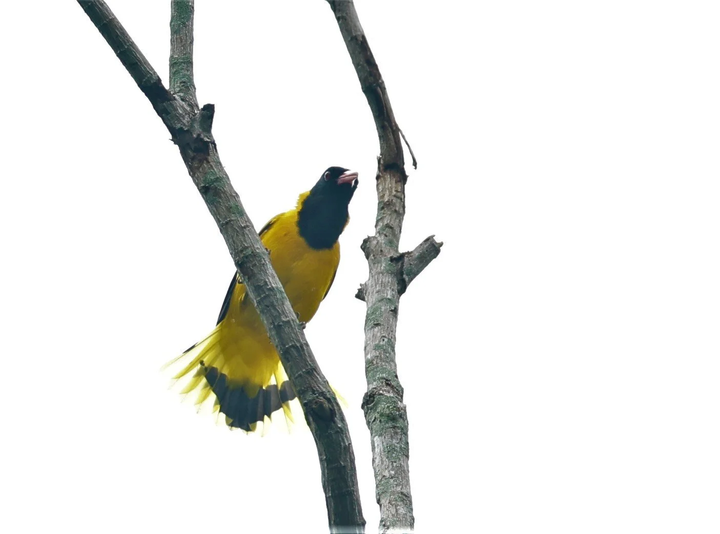 Black-hooded Oriole (Oriolus xanthornus) Baan Maka Nature Resort Petchaburi Thailand (8).jpg