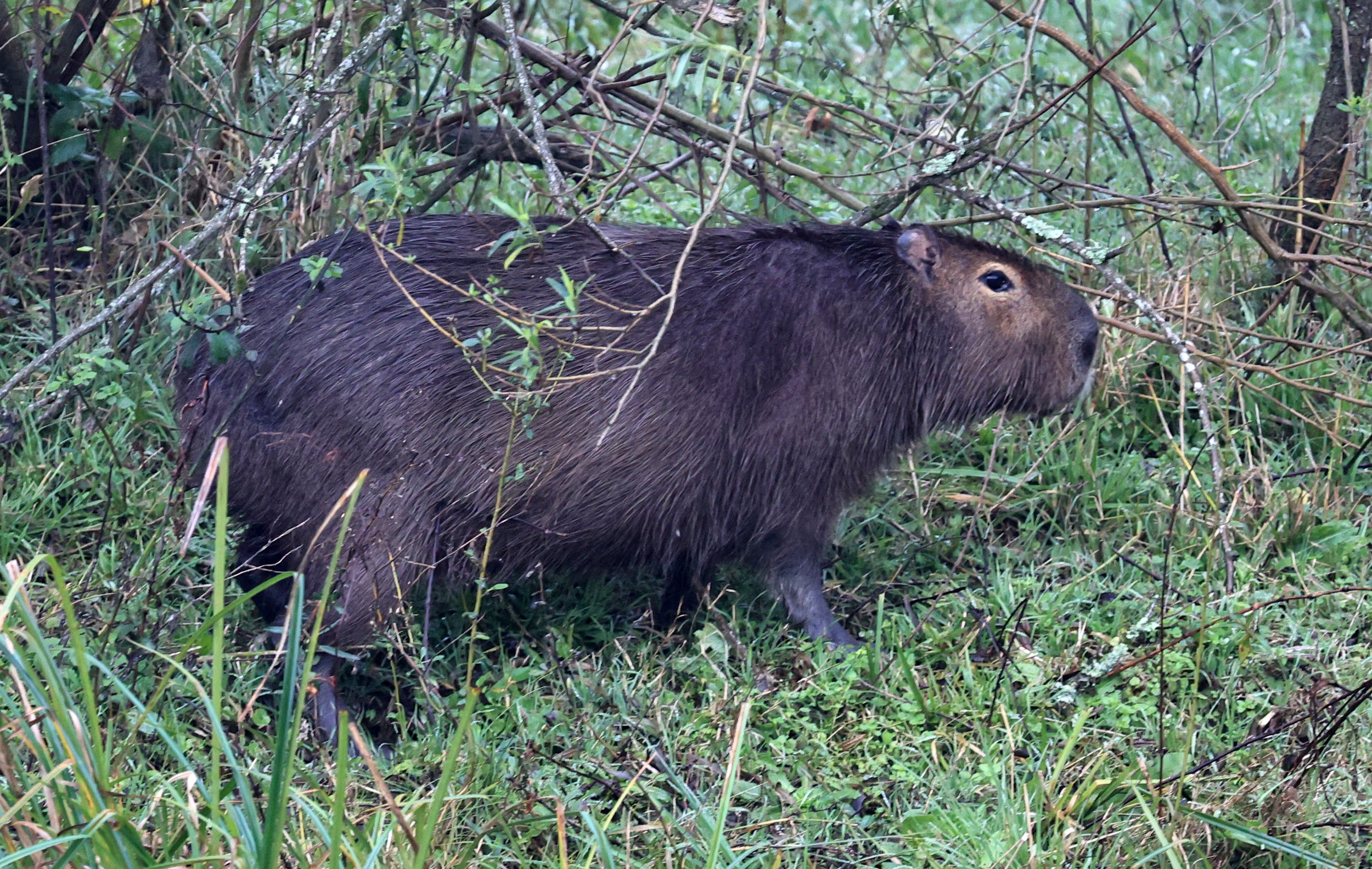 Capybara (Hydrochoerus hydrochaeris) Reserva Natural Ceibas, Entre Rios, Argentina (2).jpg