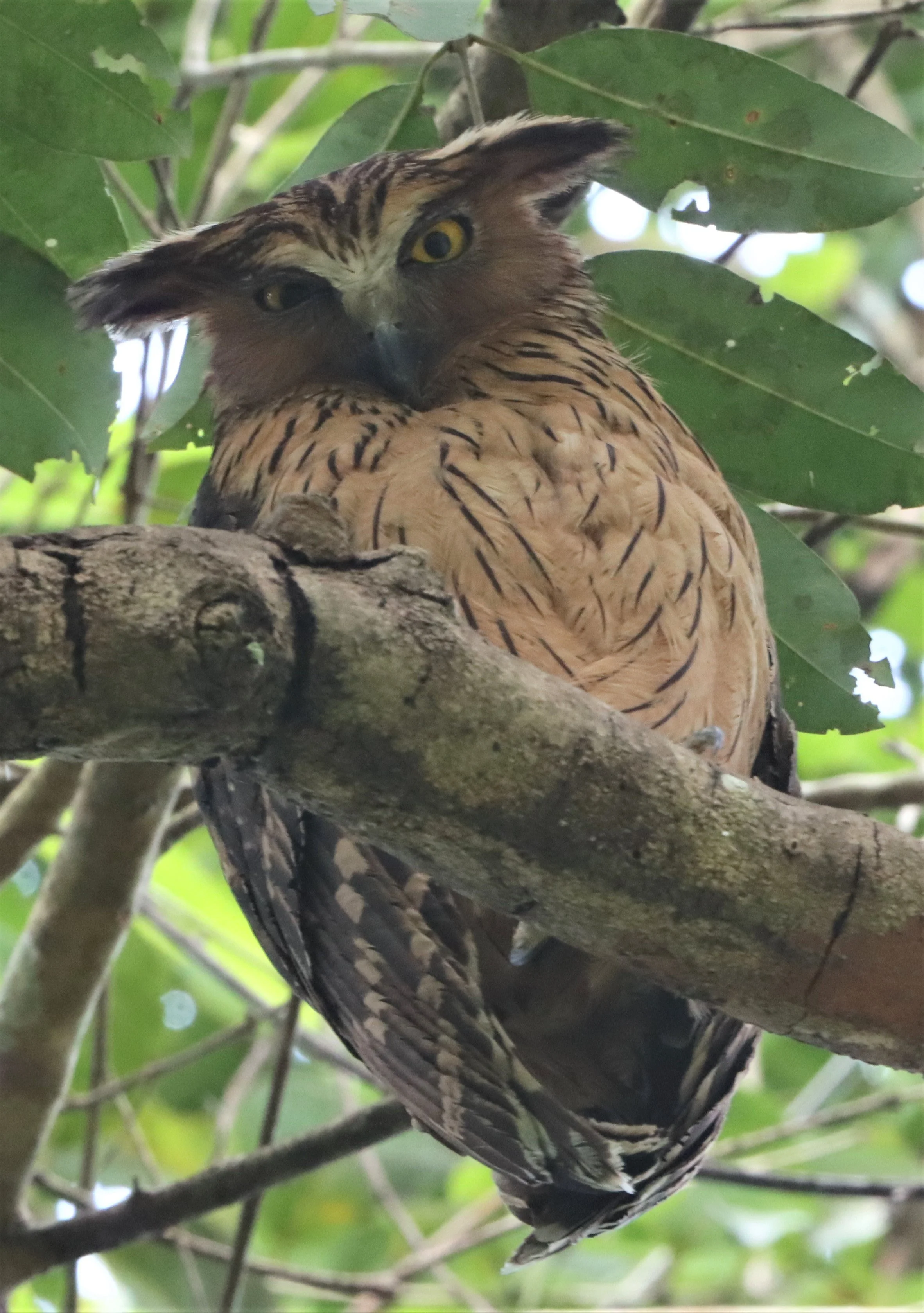 Buffy Fish Owl (Ketupa ketupu)