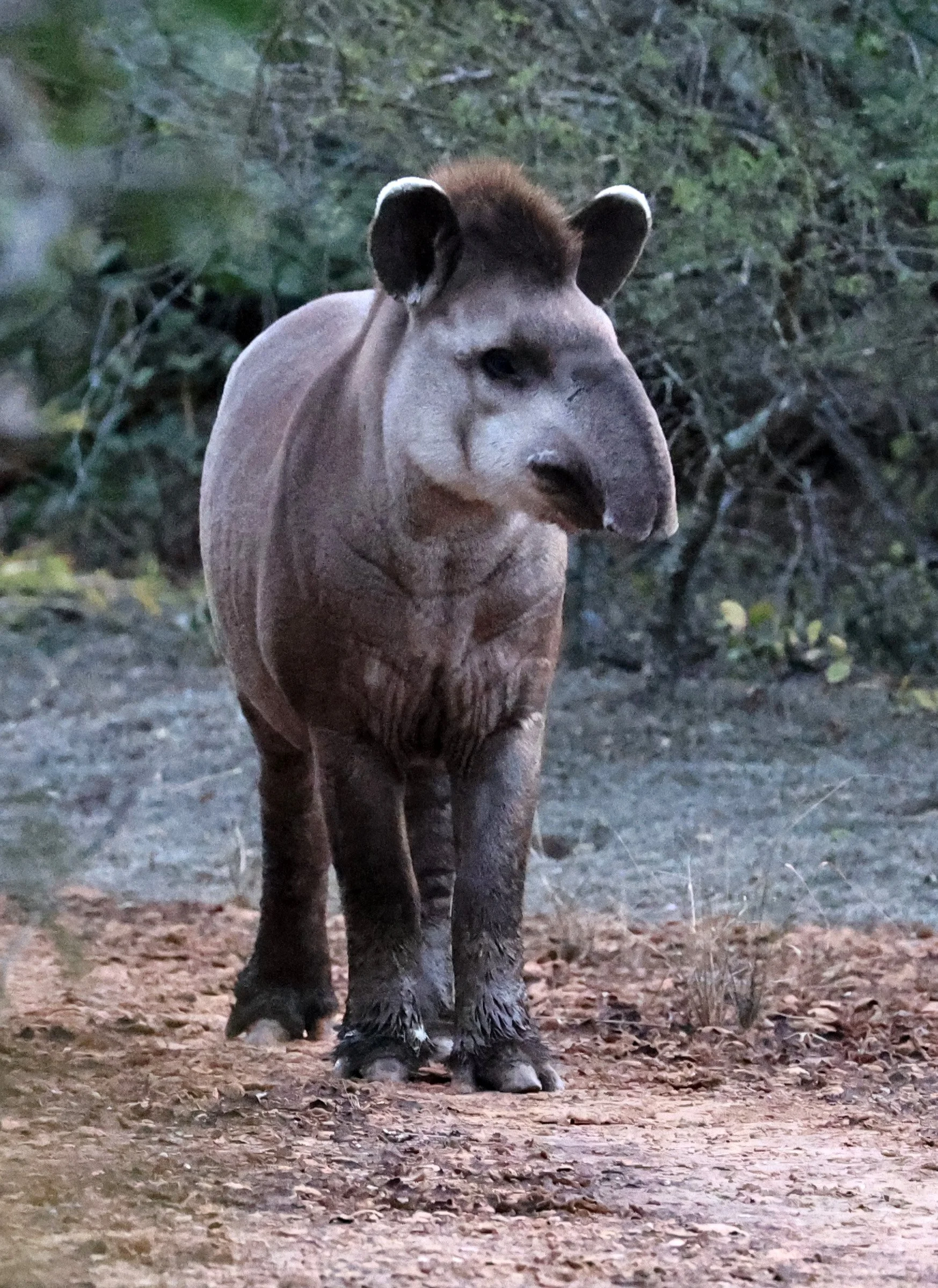 South American Tapir (Tapirus terrestris) Parque Nacional Teniente Agripino Enciso (9).jpg
