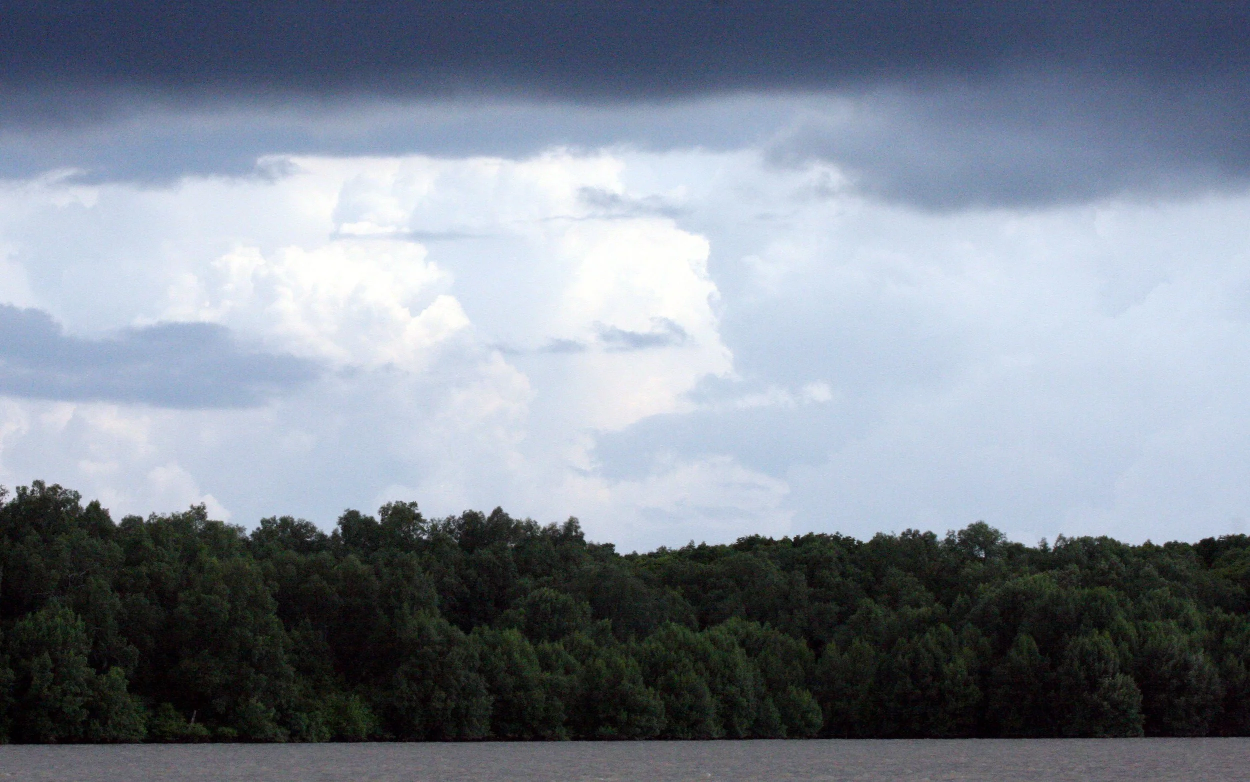 KINABATANGAN RIVER BORNEO - MANGROVE FORESTS.JPG