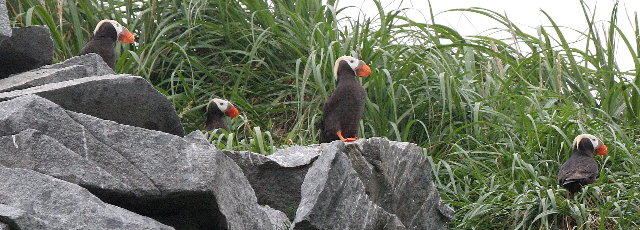 Fratercula cirrhata - TUFTED PUFFIN - COAST OF KAMCHATKA (88).jpg