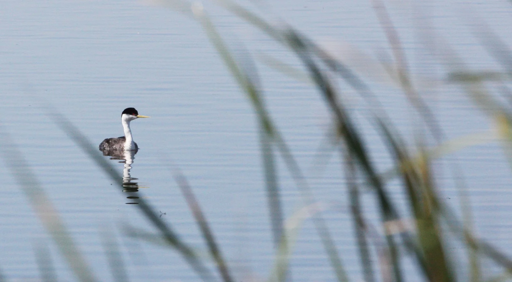Western Grebe (Aechmophorus occidentalis) Kern NWR California (2).JPG