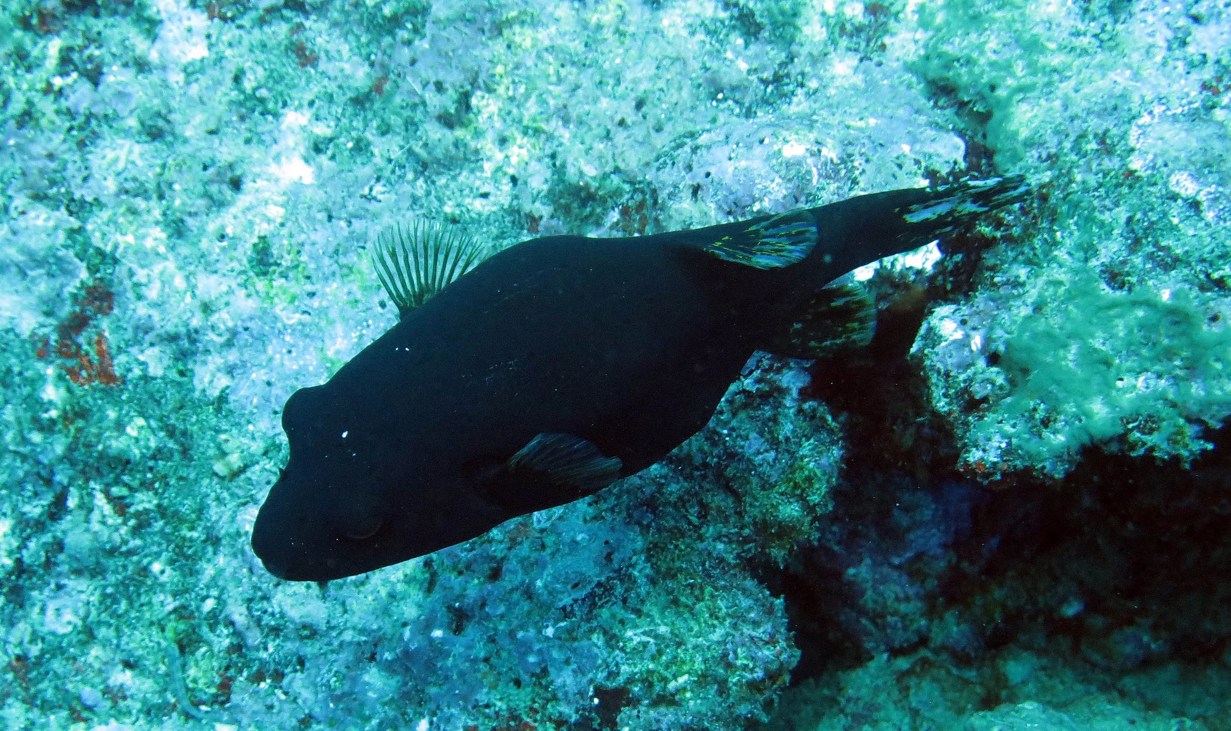 Tetraodontidae - Blackspotted puffer (Arothron nigropunctatus) - Similans Thailand
