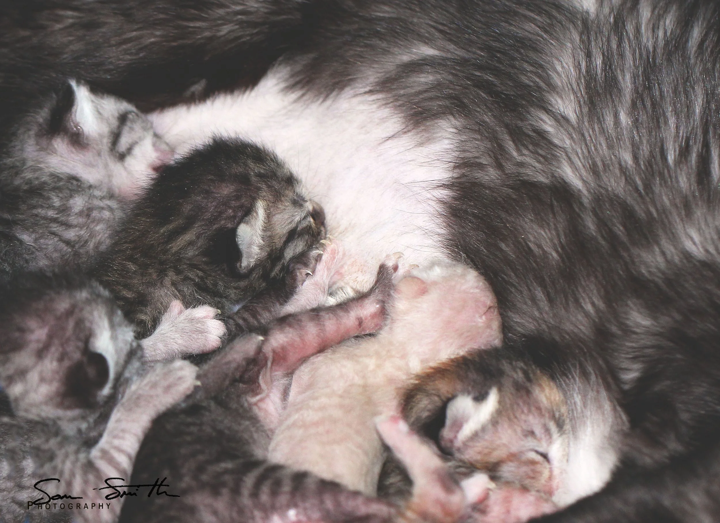 2017 Graffiti Tour in Bangkok (557).JPG