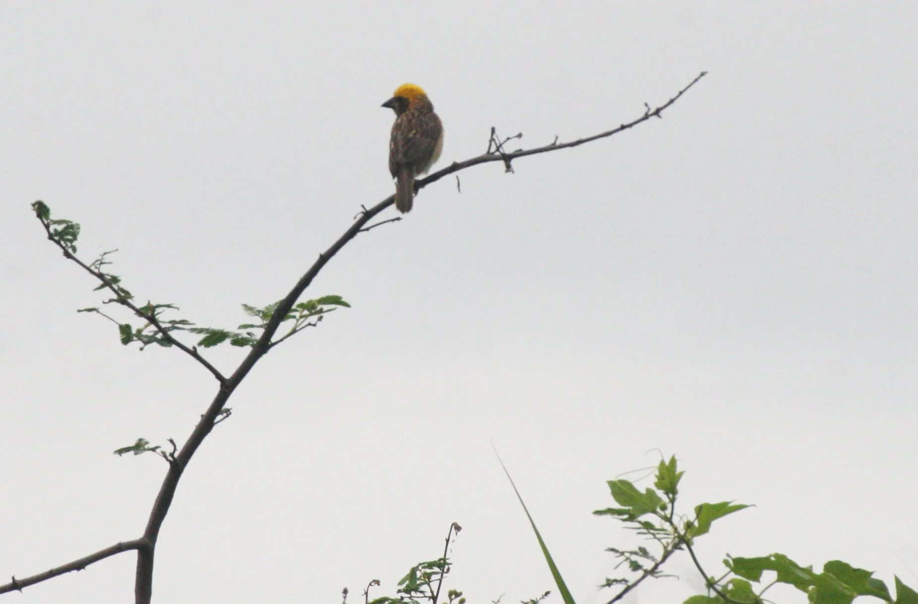WEAVER - BAYA WEAVER - Ploceus philippensis - BUENG BORAPHET THAILAND  (16).JPG
