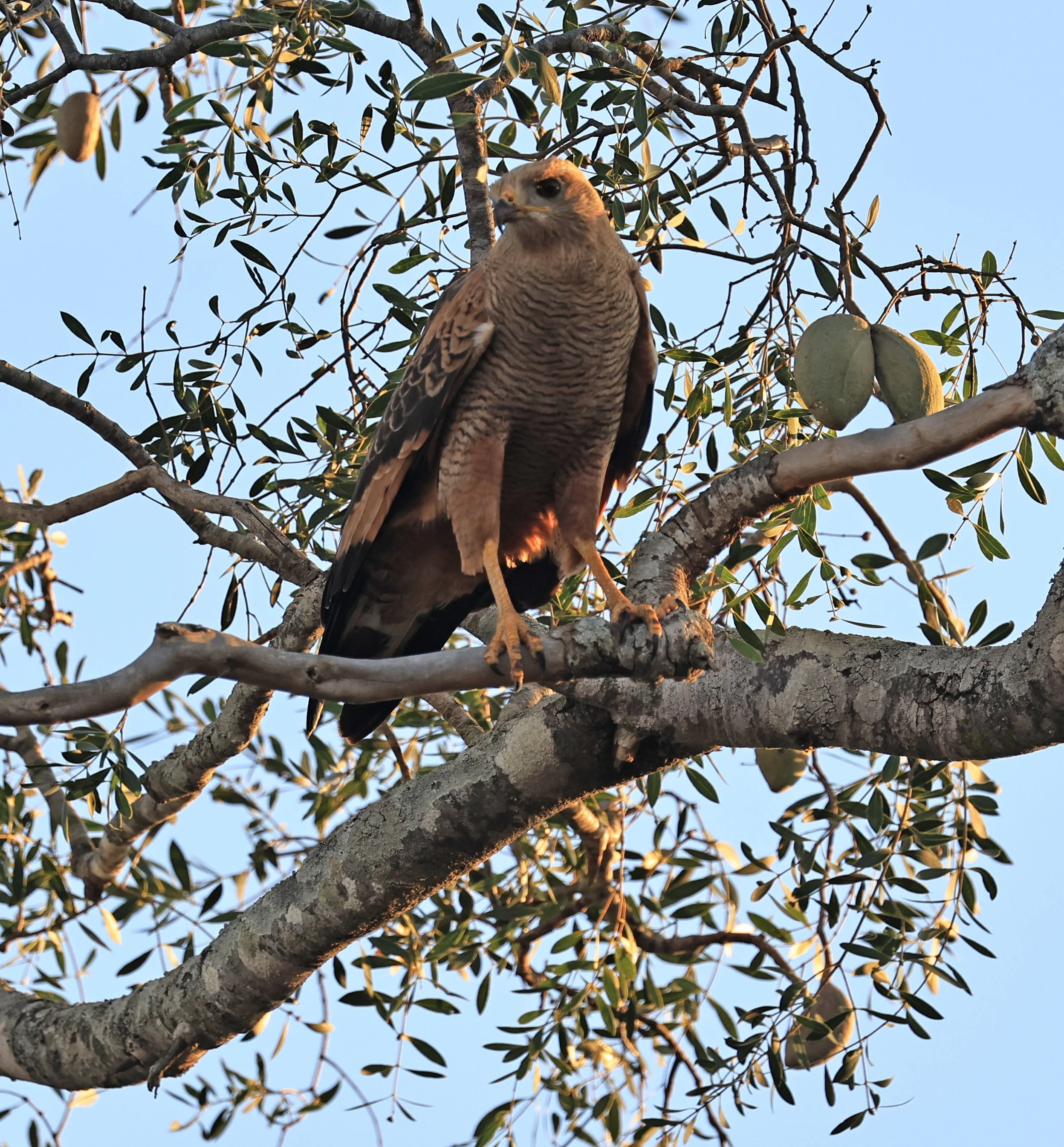 Savanna Hawk (Buteogallus meridionalis) Agua Dulce Paraguay (5).jpg