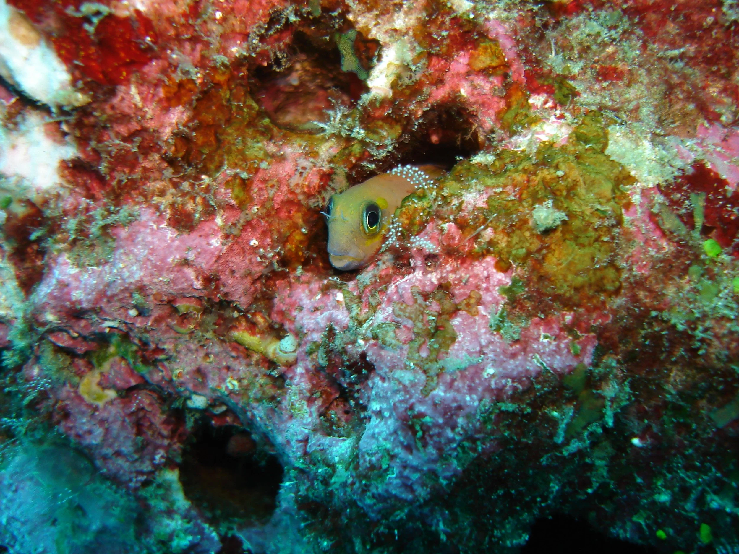 Bleniidae - Bicolor Blenny (Ecsenius bicolor) - Similans Thailand (3).JPG