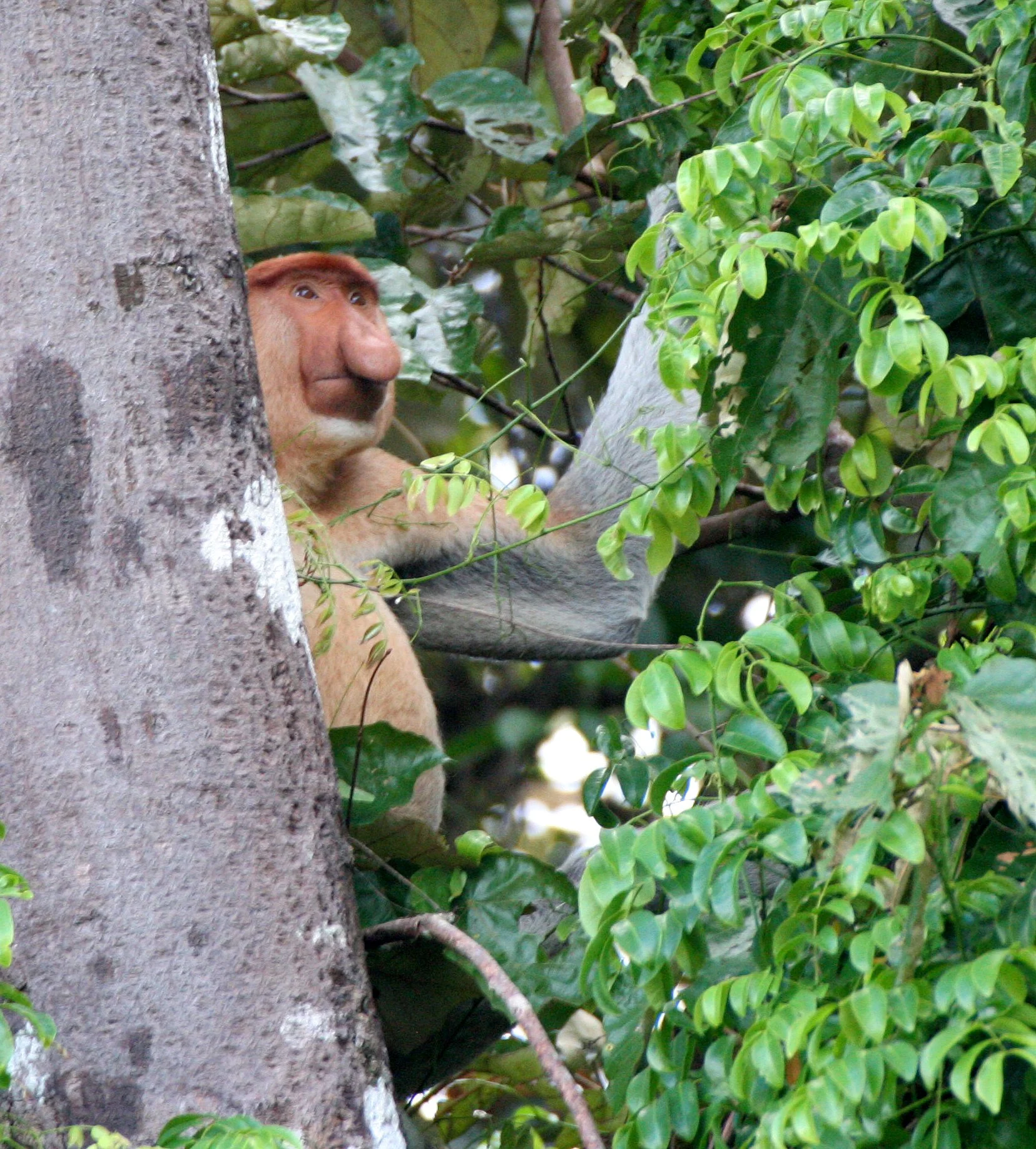 CERCOPITHECIDAE - Nasalis larvatus - PROBOSCIS MONKEY - KINABATANGAN RIVER BORNEO  (12).JPG