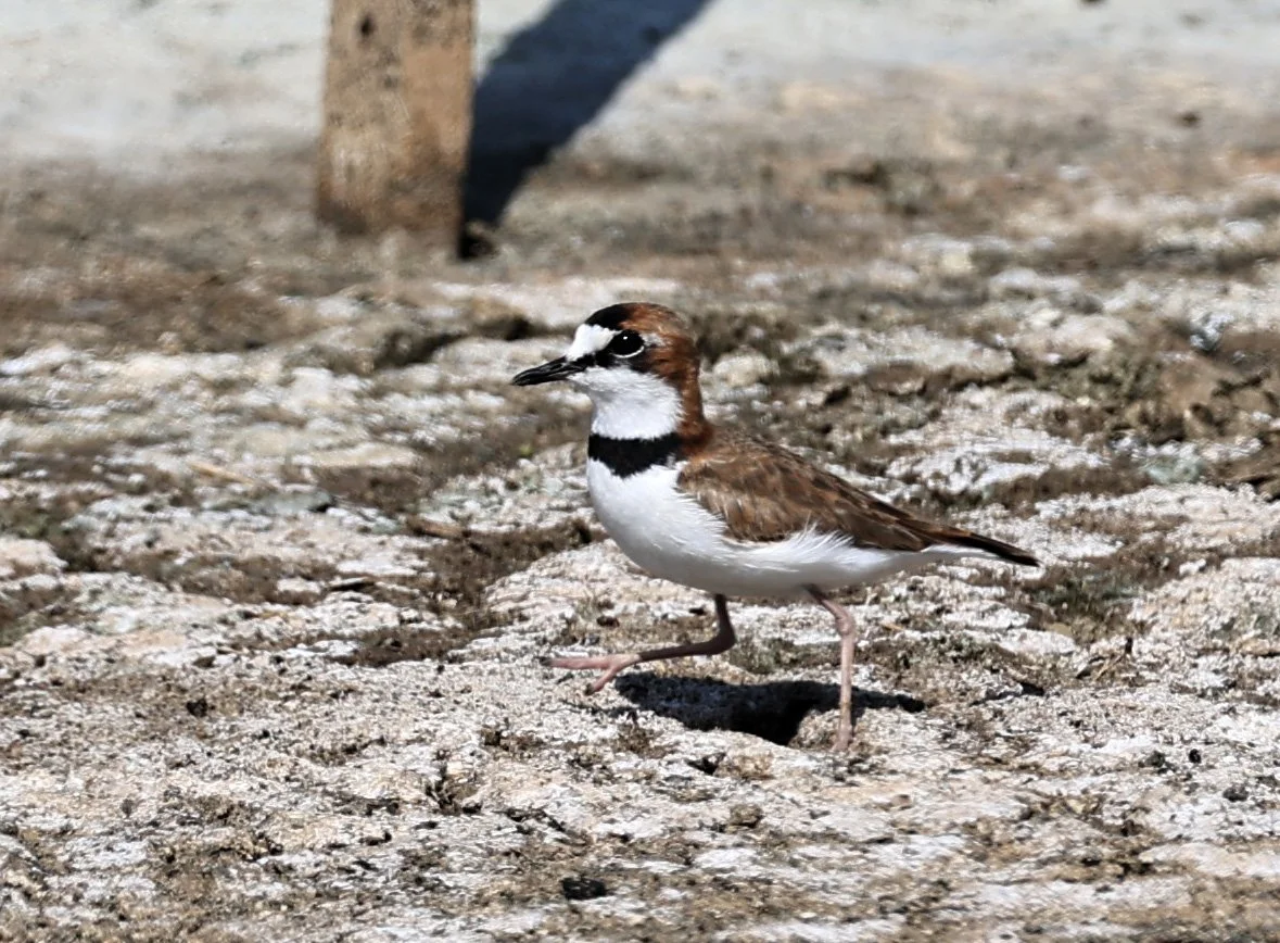 Collared Plover (Anarhynchus collaris) Chaco Lodge & Laguna Salada Paraguay 