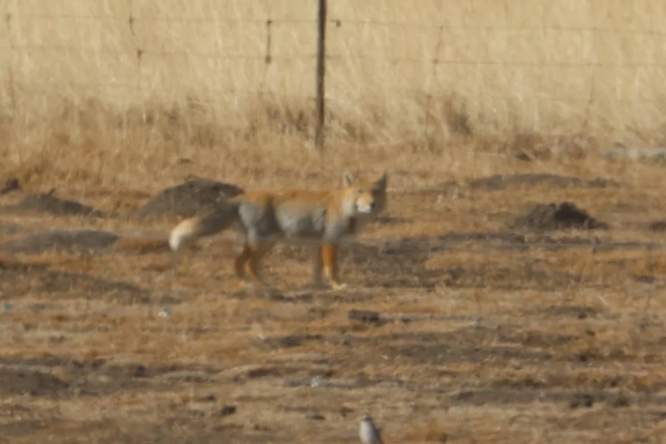 Charley Hesse's pic of a distant Tibetan Fox