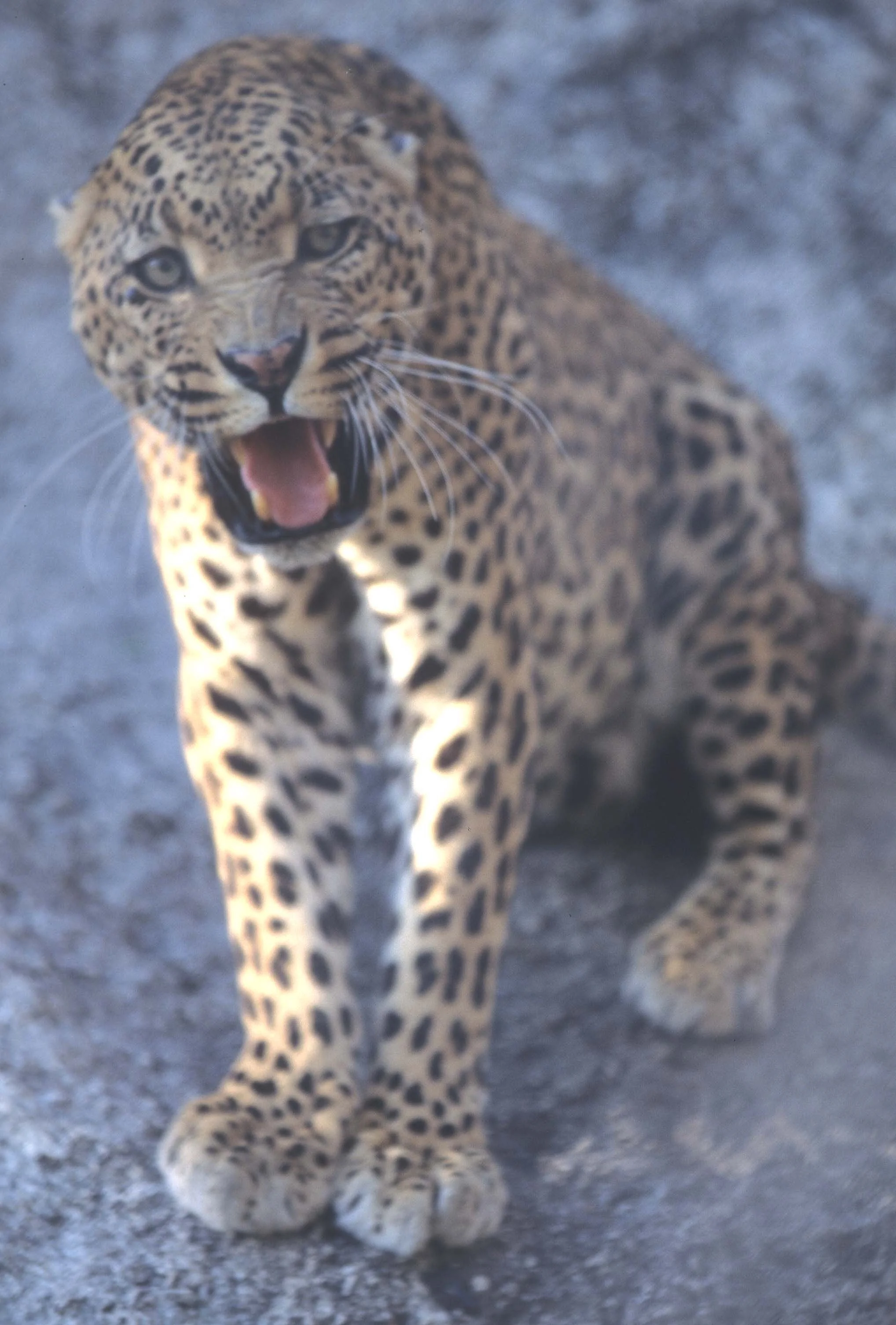 FELID - LEOPARD - ZIMBABWE (3).jpg