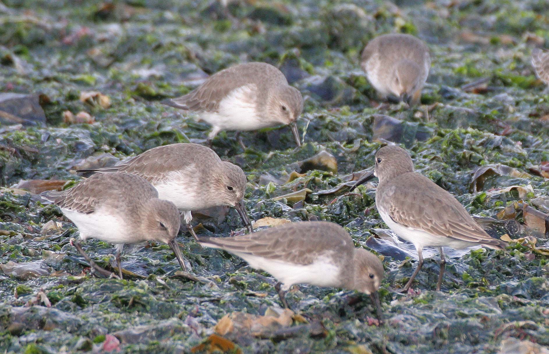 BIRD - DUNLINS - THREE CRABS (13).jpg
