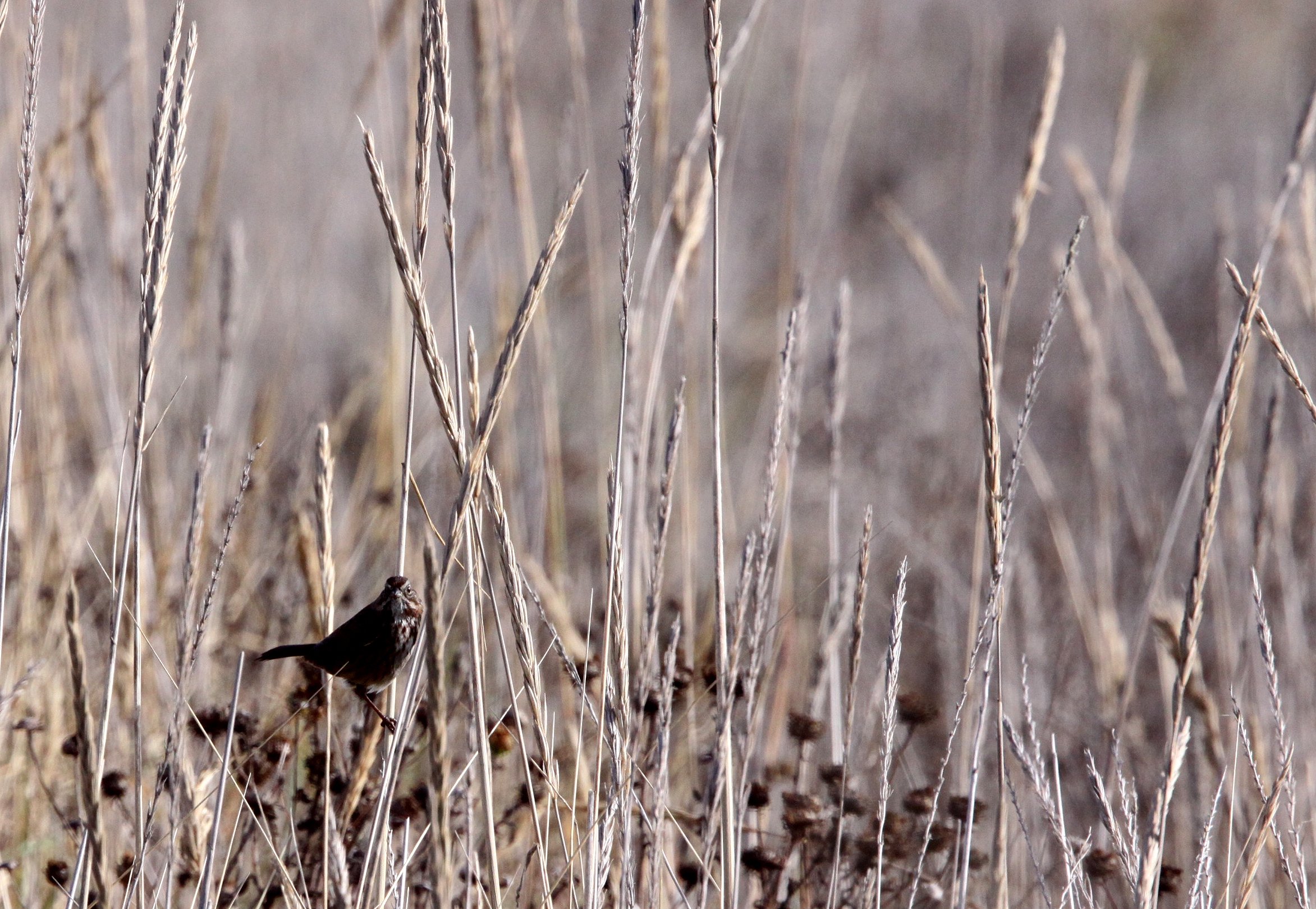 BIRD - SPARROW - SONG SPARROW - JAMESTOWN WA (3).JPG