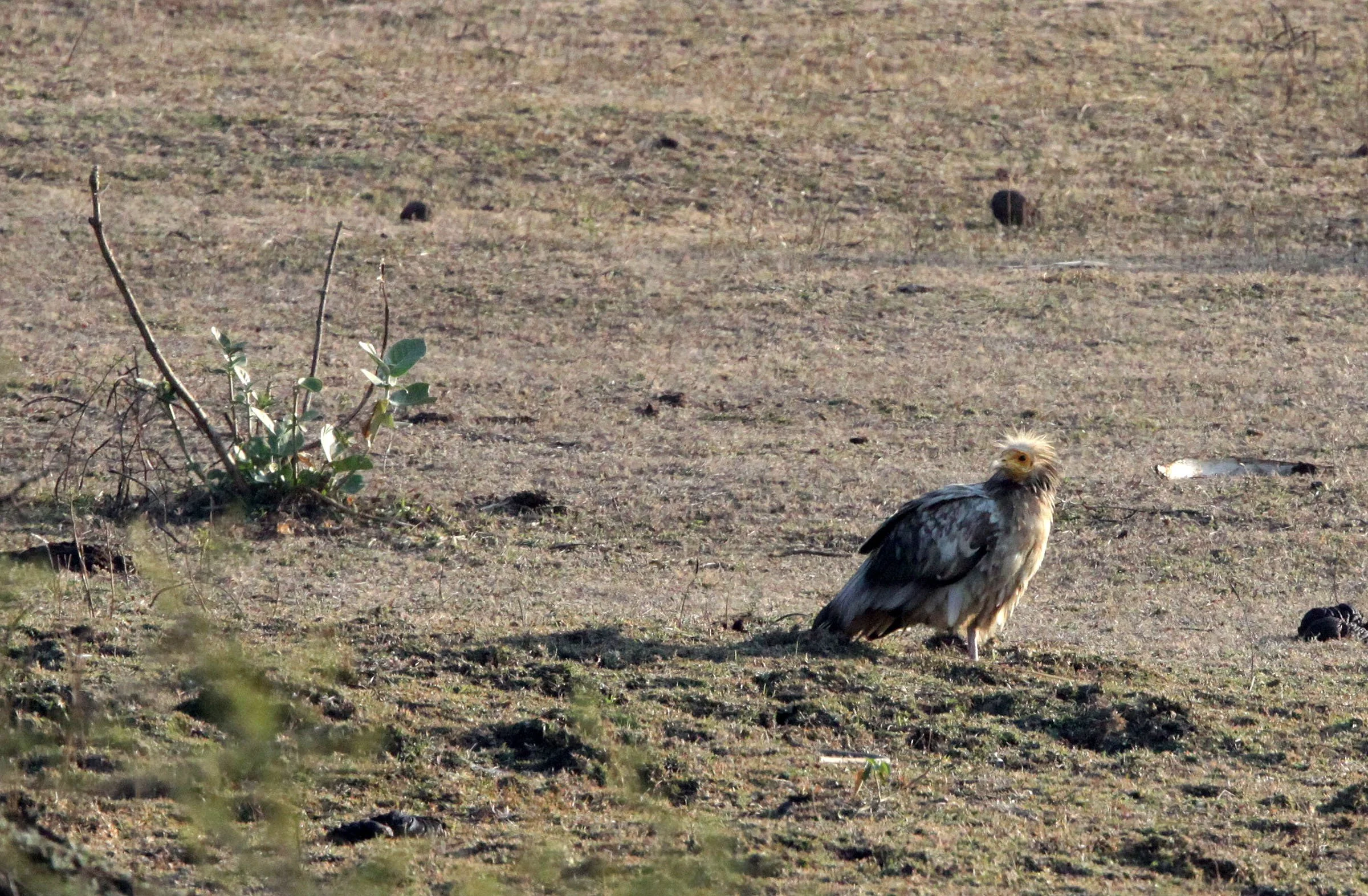 Neophron percnopterus - EGYPTIAN VULTURE - KANHA NATIONAL PARK INDIA (12).JPG