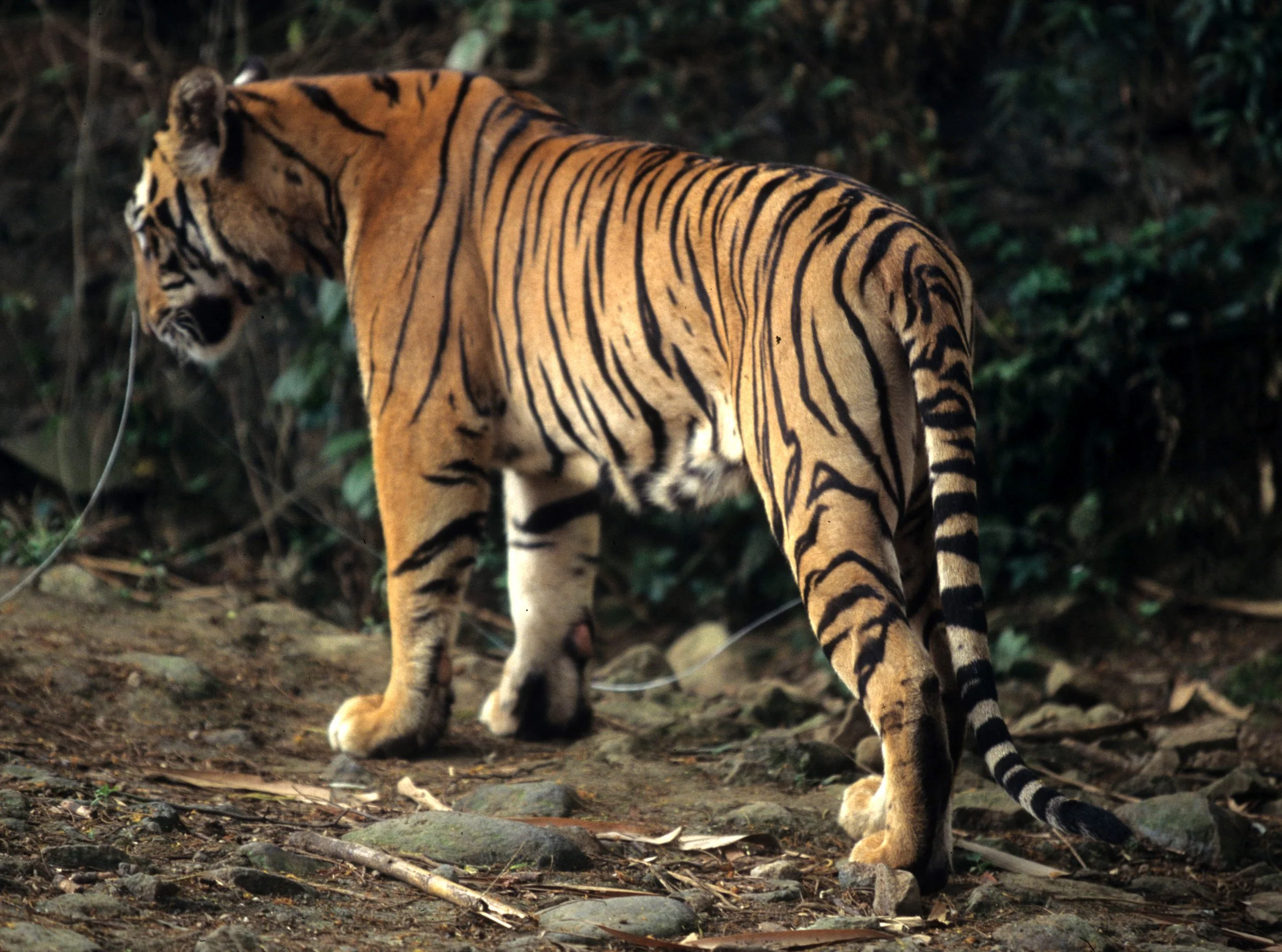 TIGER J.jpg
