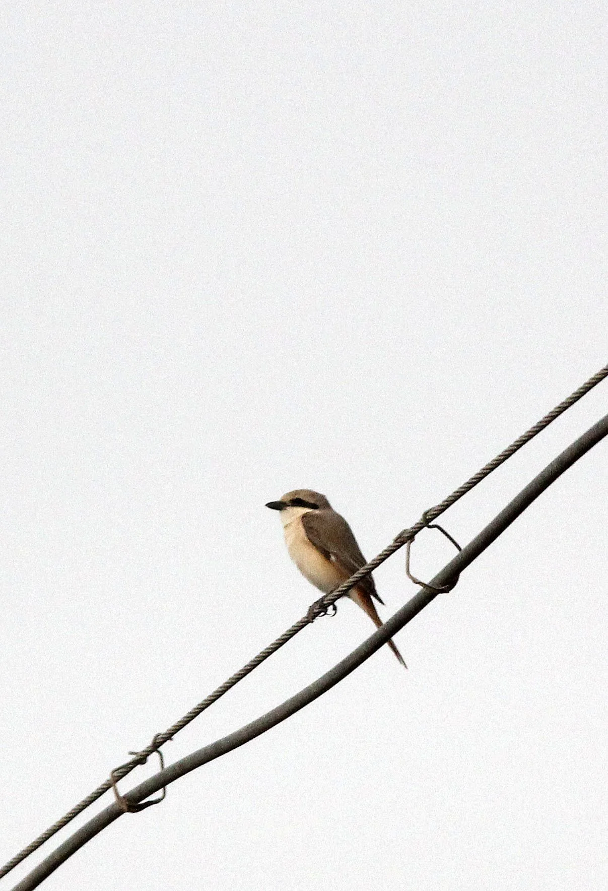 Red-backed Shrike (Lanius collurio) Dunhuang Xinjiang China Turpan area (2).JPG