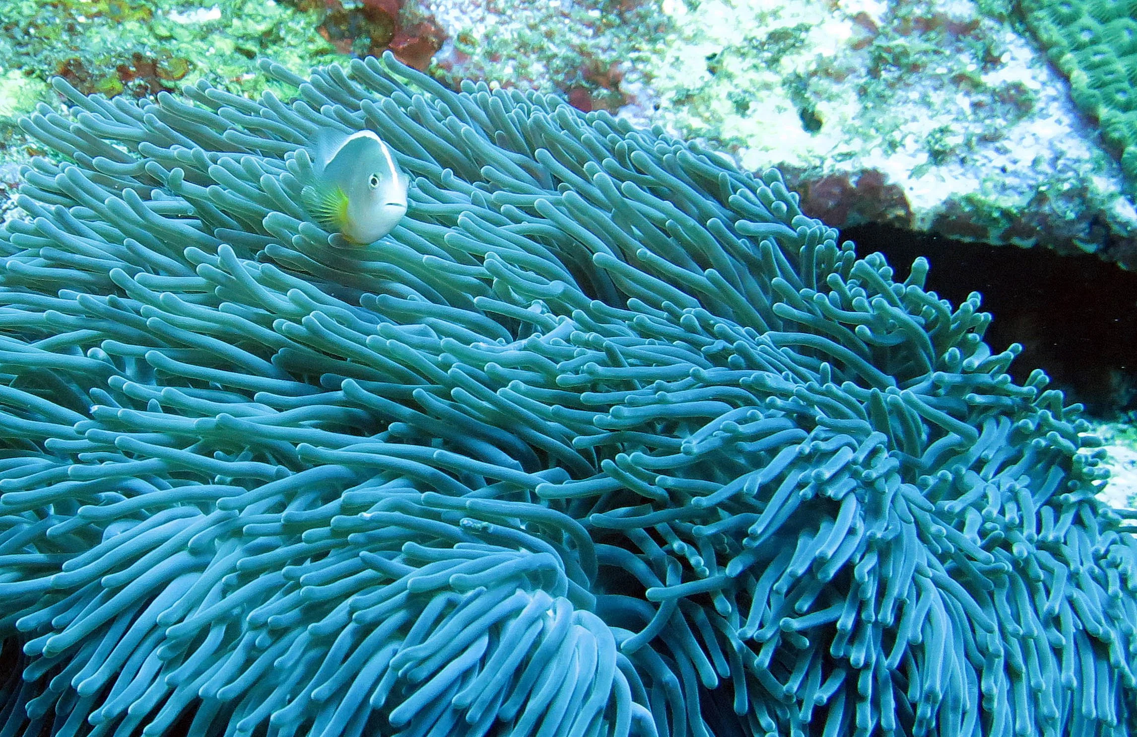 Pomacentridae - Amphiprion sandaracinos - Orange Anemonefish - Similan Islands Marine Park Thailand (1).JPG