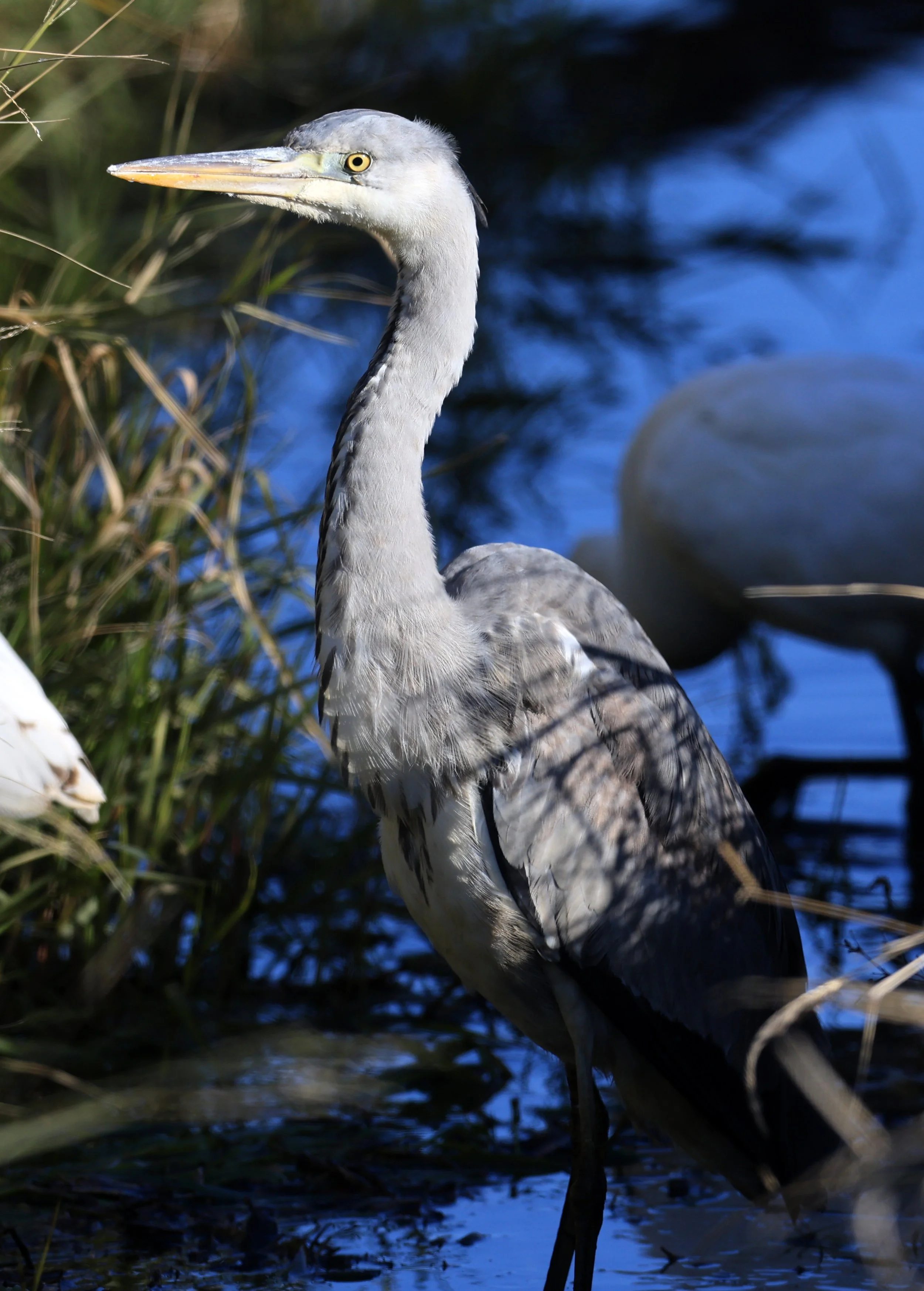 Grey Heron (Ardea cinerea) Izumi Crane Center and Fields Izumi Kagoshima Japan (10).jpg