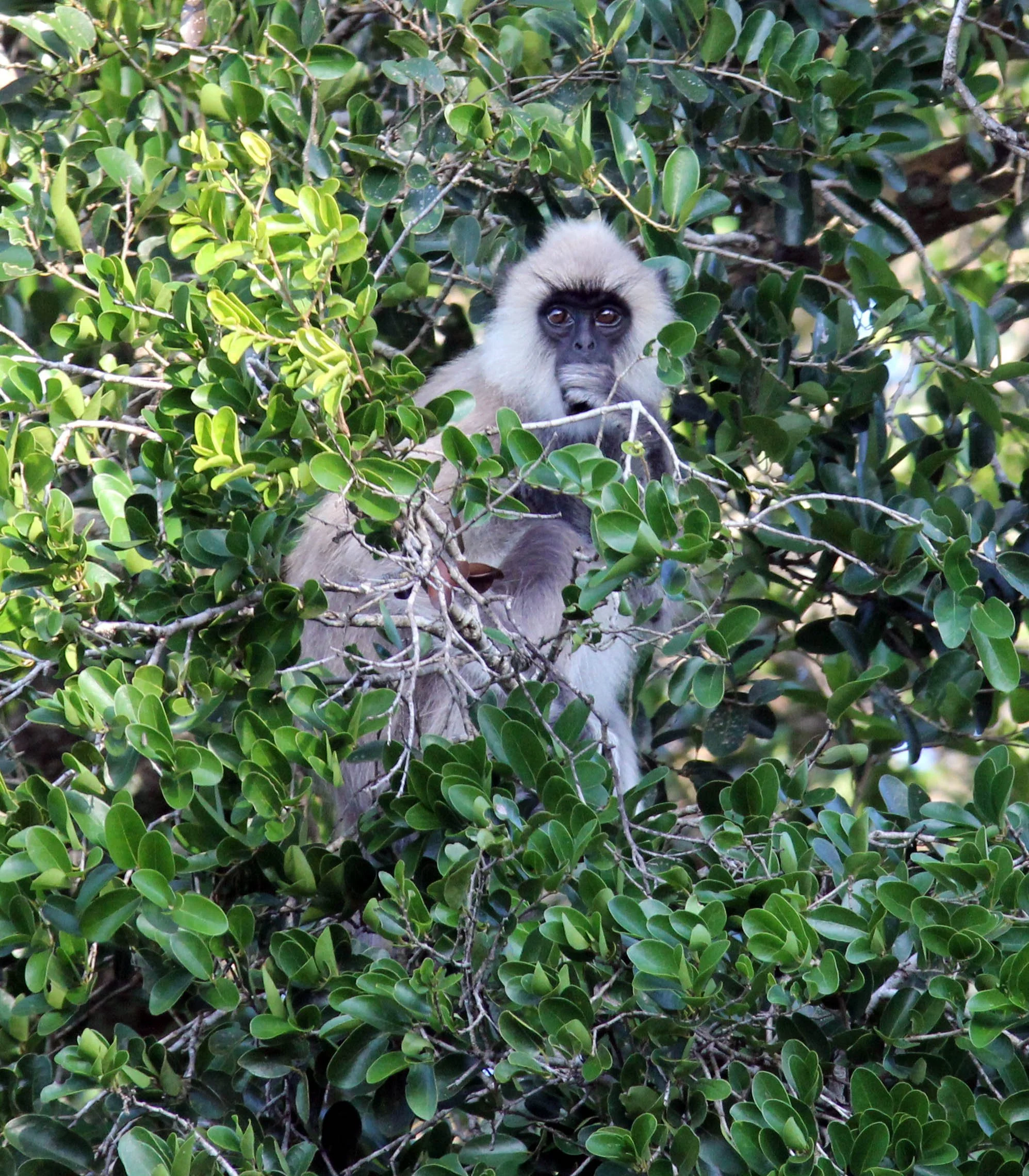CERCOPITHECIDAE - Semnopithecus priam thersites - UDAWALAWA NATIONAL PARK SRI LANKA (1).JPG