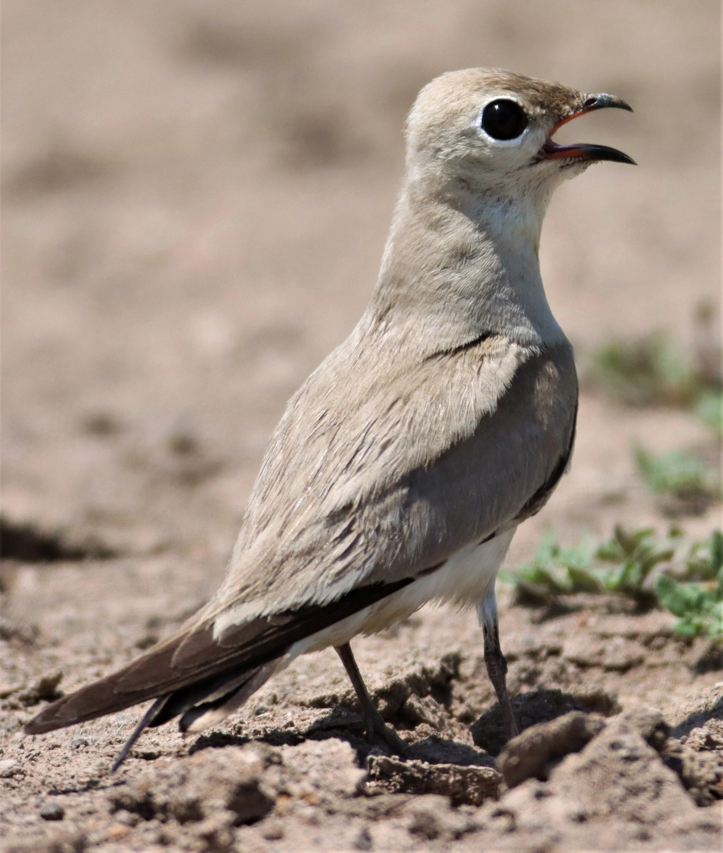 PRATINCOLE - SMALL PRATINCOLE - Glareola lactea - BANG KHAEM WETLANDS NAKHON PATHOM (18).jpg