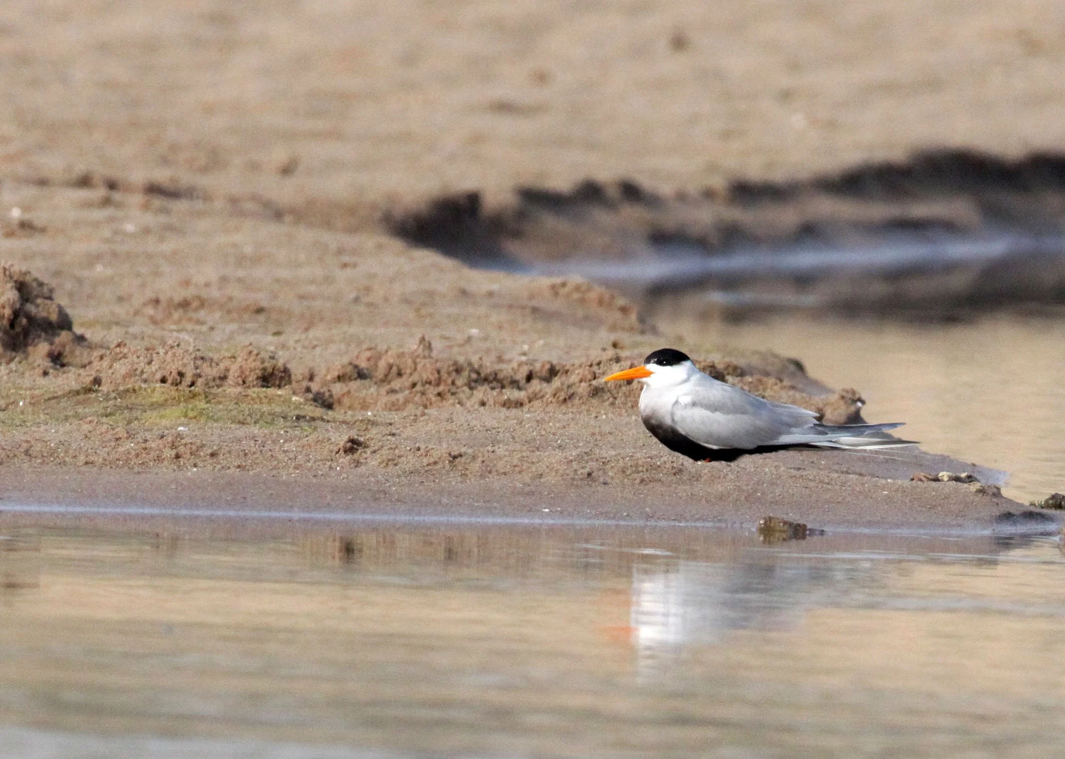 BIRD - TERN - BLACK-BELLIED TERN - CHAMBAL RIVER SANCTUARY INDIA (8).JPG