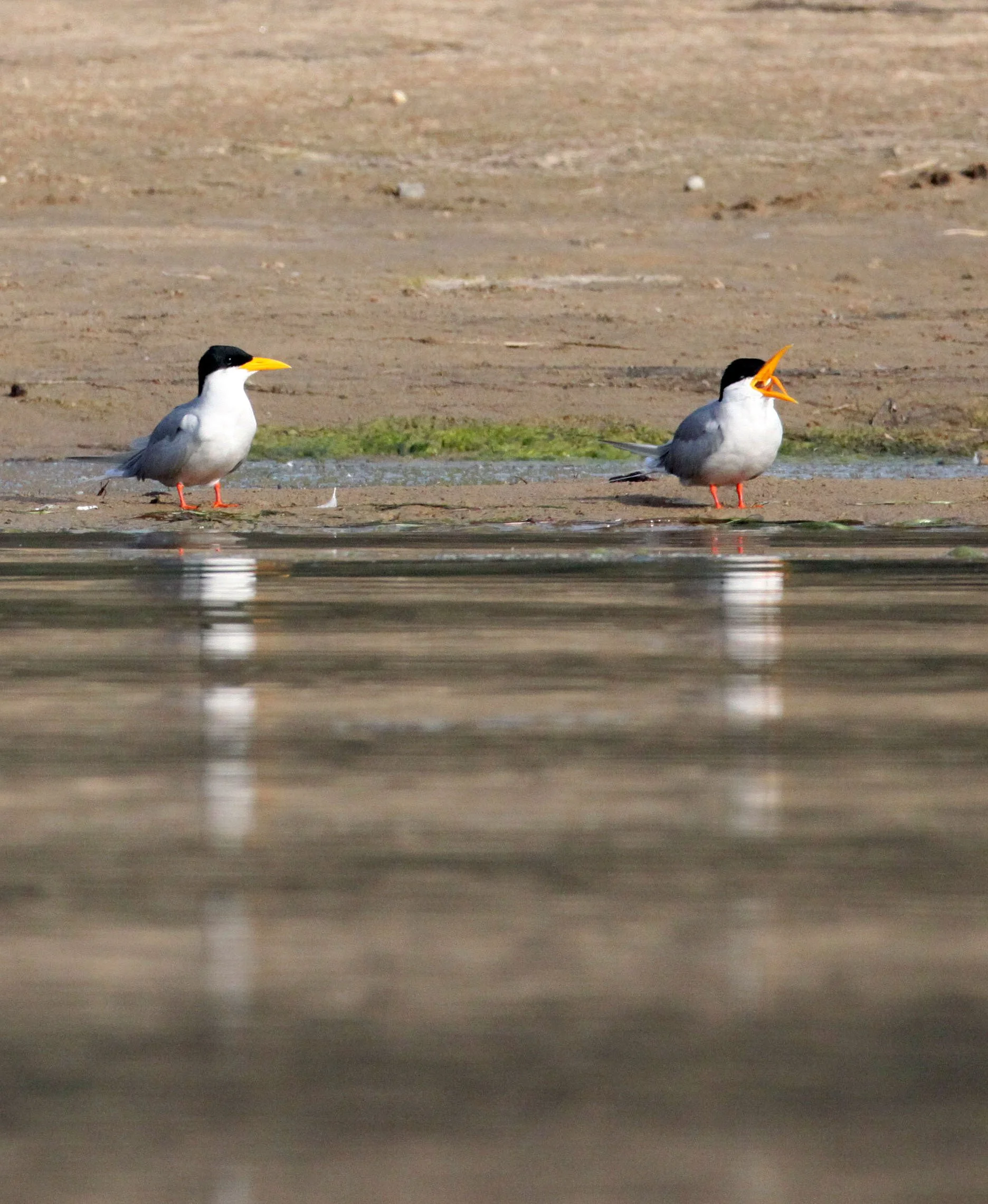 BIRD - TERN - RIVER TERN - CHAMBAL SANCTUARY INDIA (4).JPG