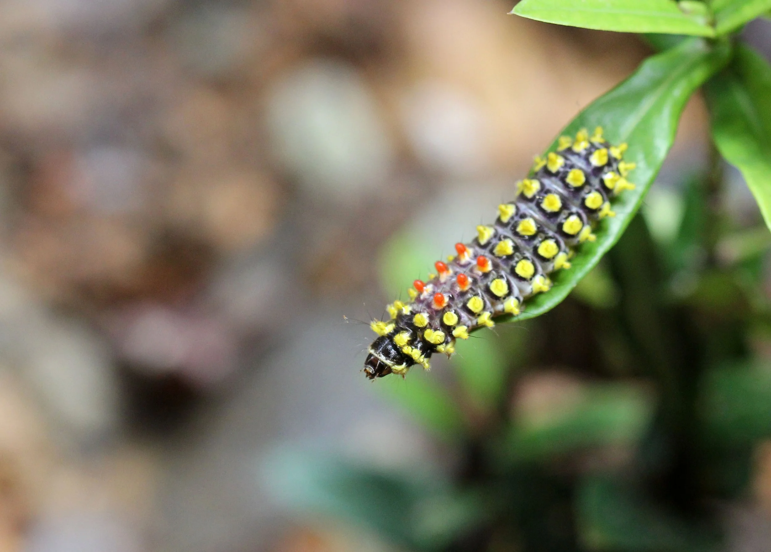 2016 Koh Lanta Landscapes, House Pictures and Family Fun (292).JPG