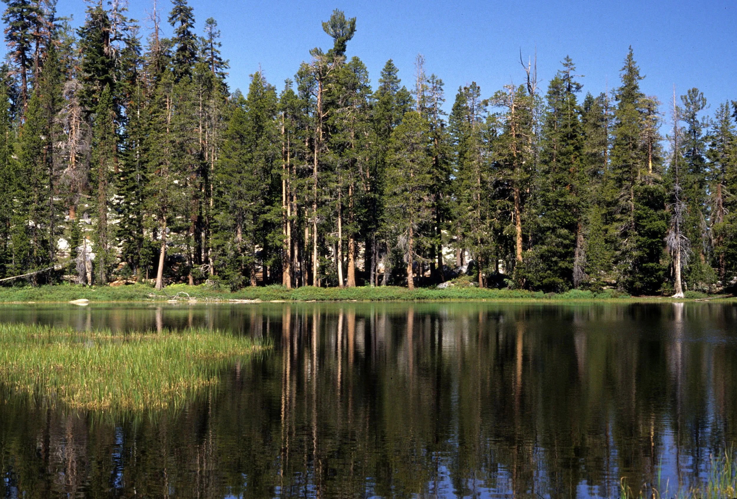 CALIFORNIA - YOSEMITE - MEADOW FORMATION A.jpg