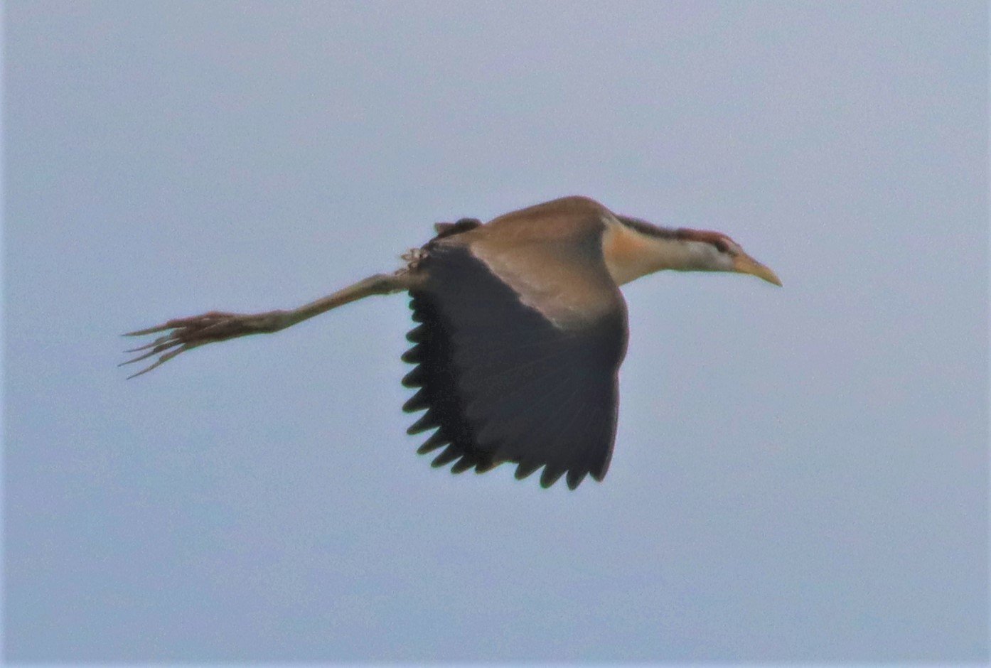 JACANA - PHEASANT-TAILED JACANA - Hydrophasianus chirurgus - LAD KRABANG  THAP YAO RICE FIELDS AUGUST 14 2021 (3).JPG