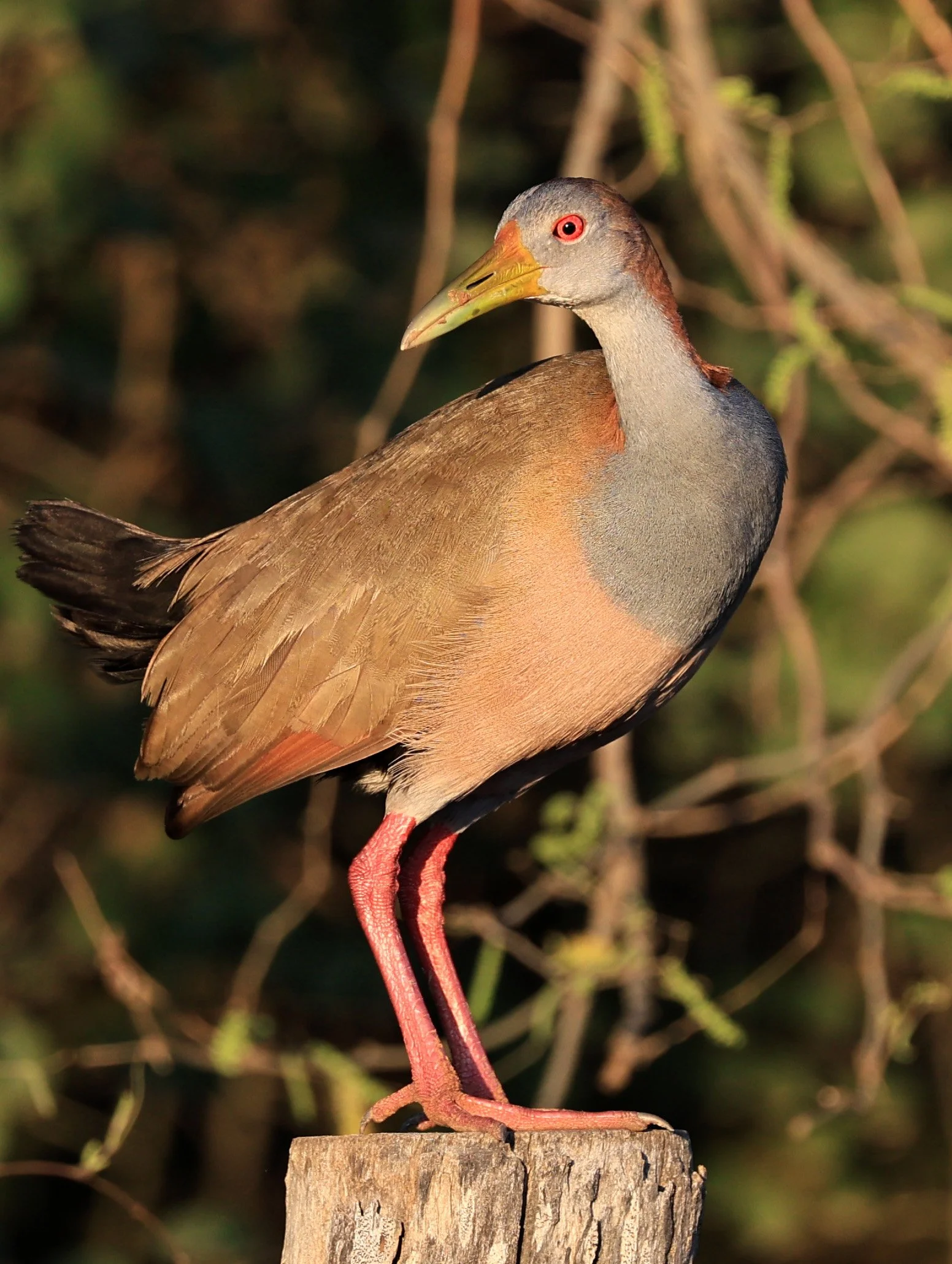Gray-cowled wood-rail (Aramides cajaneus) Aurora Chaquena Reserve, Neuland Mennonite Colony Paraguay (6).jpg