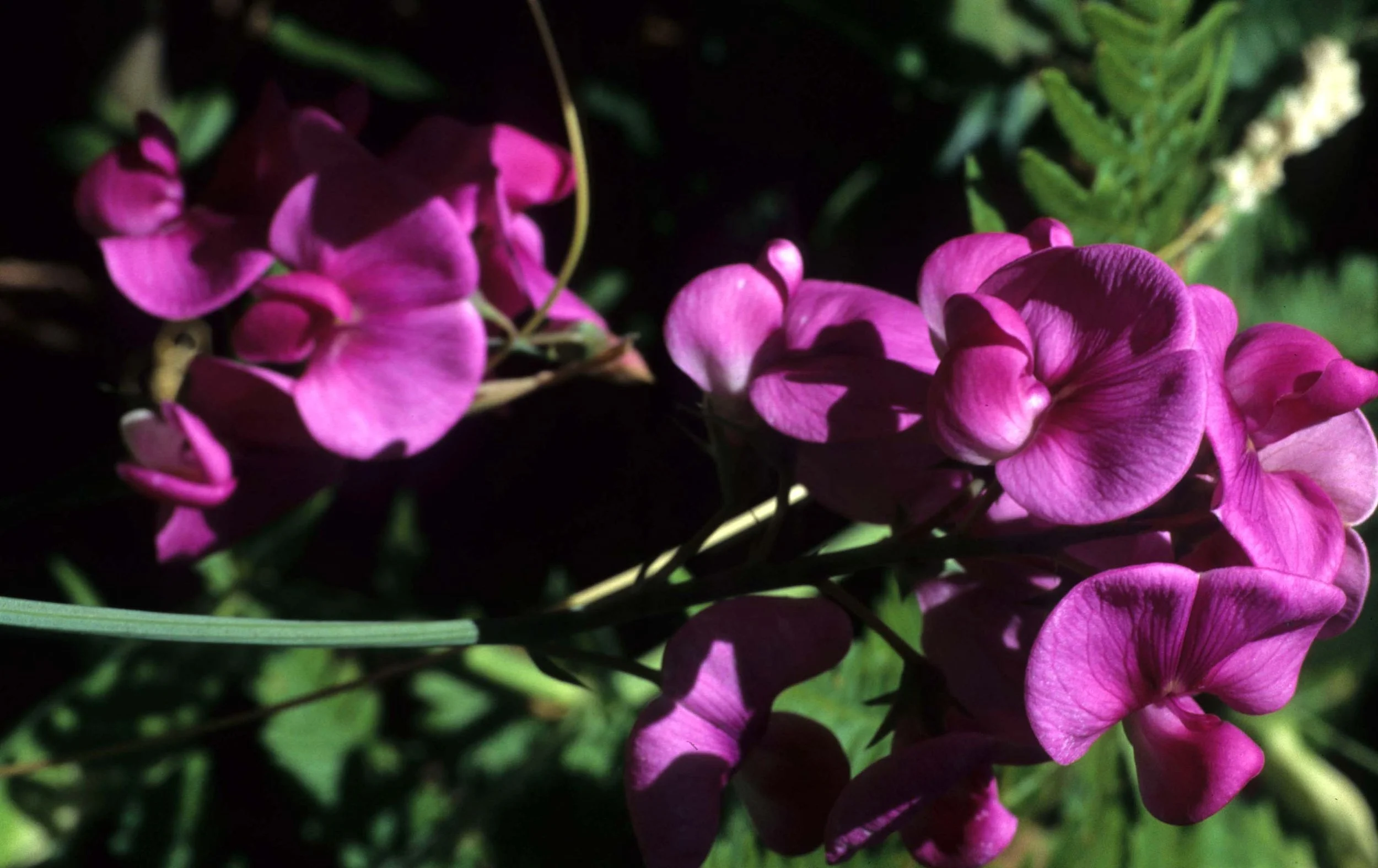 CALIFORNIA - REDWOODS NP - LEGUMINOSAE SPECIES (2).jpg