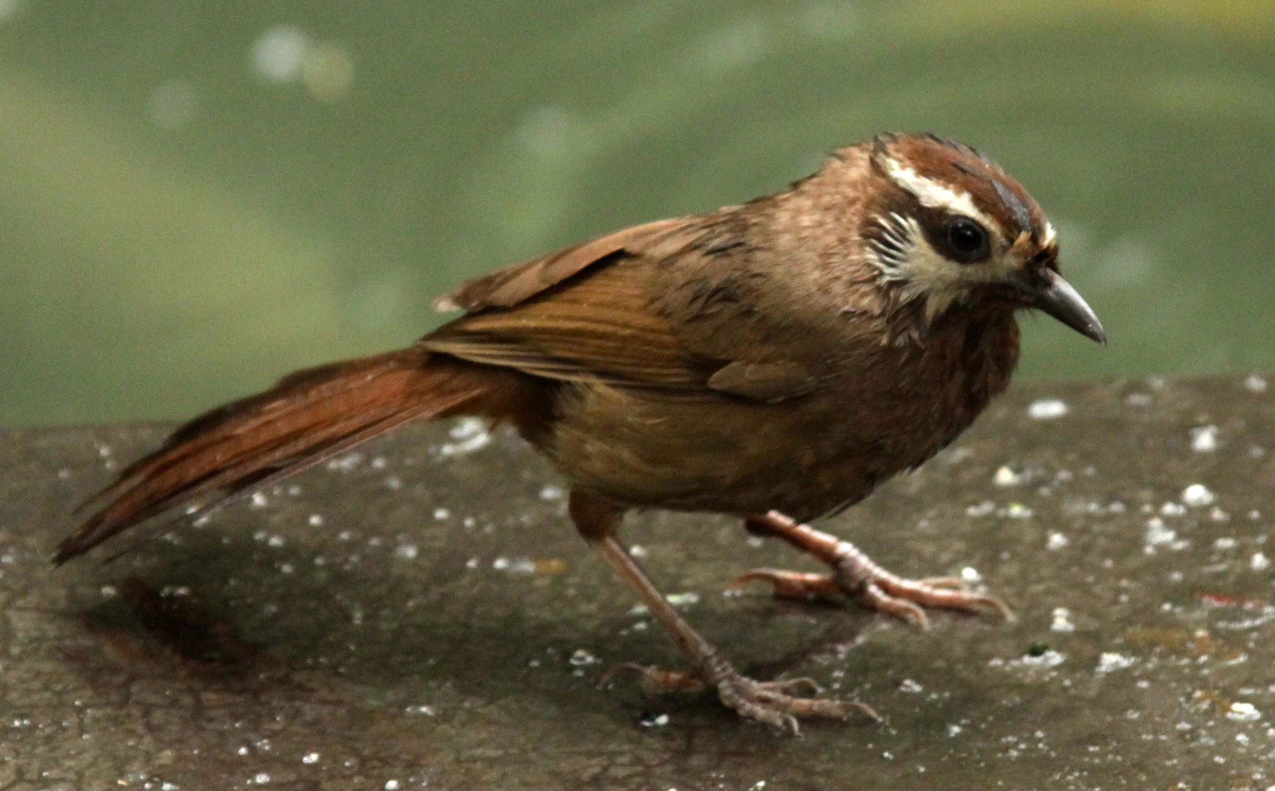 BIRD - LAUGHINGTHRUSH - WHITE-BROWED LAUGHINGTHRUSH - CHENGDU PANDA RESERVE SICHUAN CHINA (4).JPG