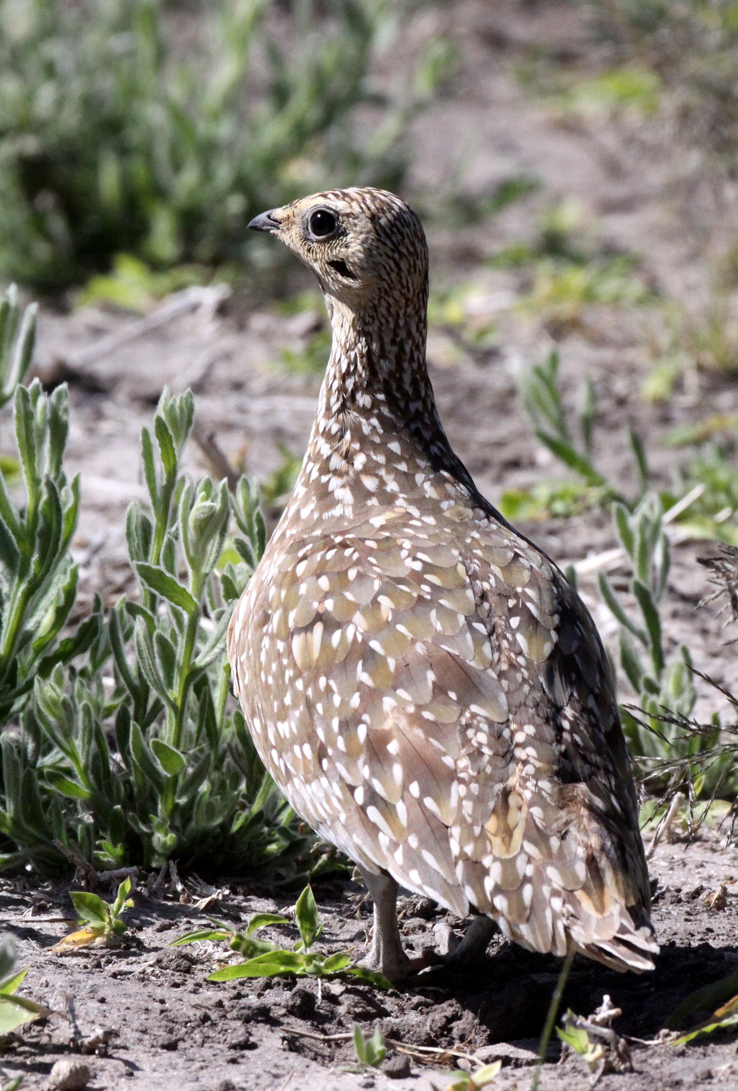 Burchell's Sandgrouse (Pterocles burchelli) Chobe NP Botswana (1).JPG