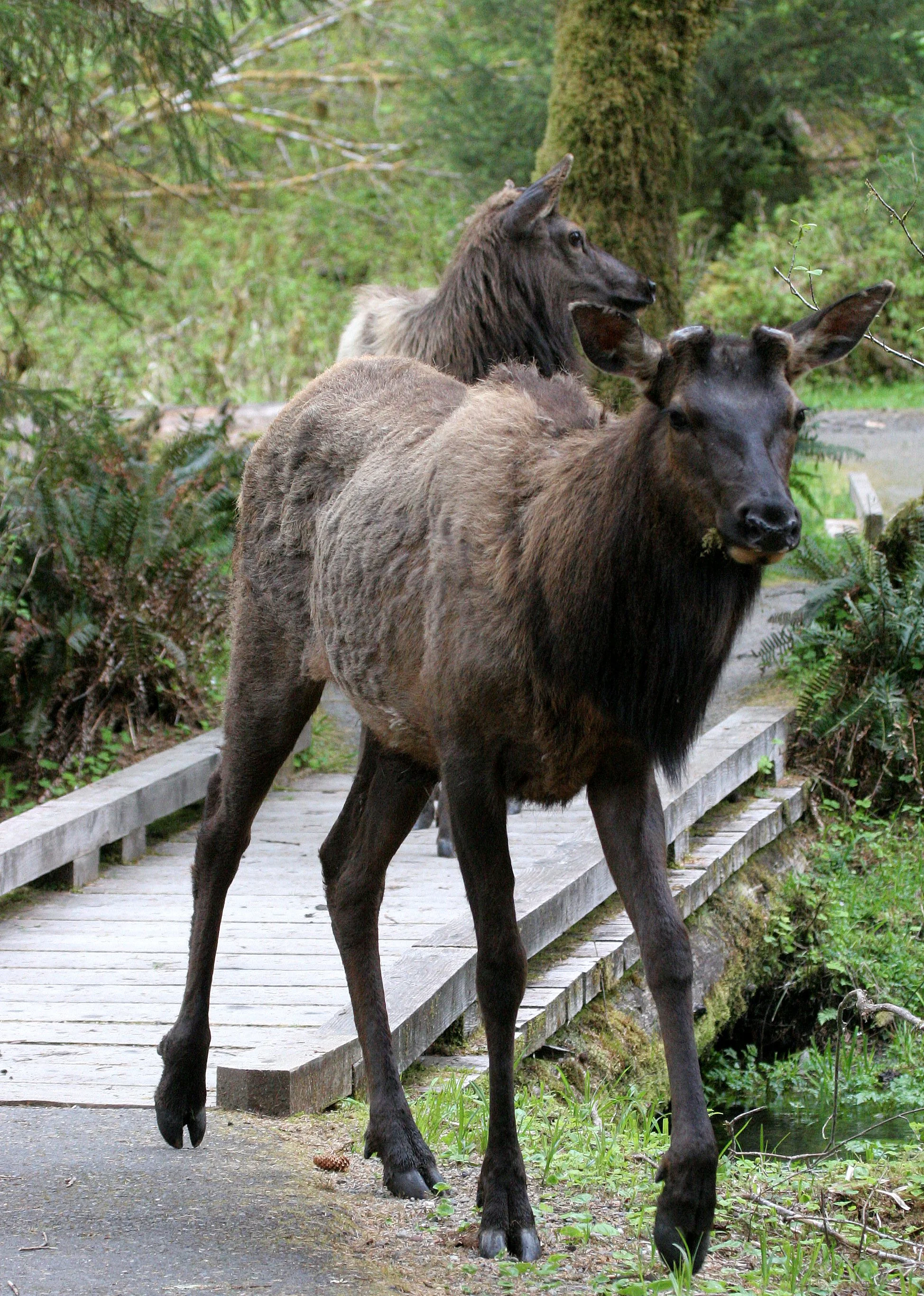 Cervus canadensis roosevelti - ROOSEVELT ELK - HOH RIVER VALLEY - ONP WA  (121).JPG