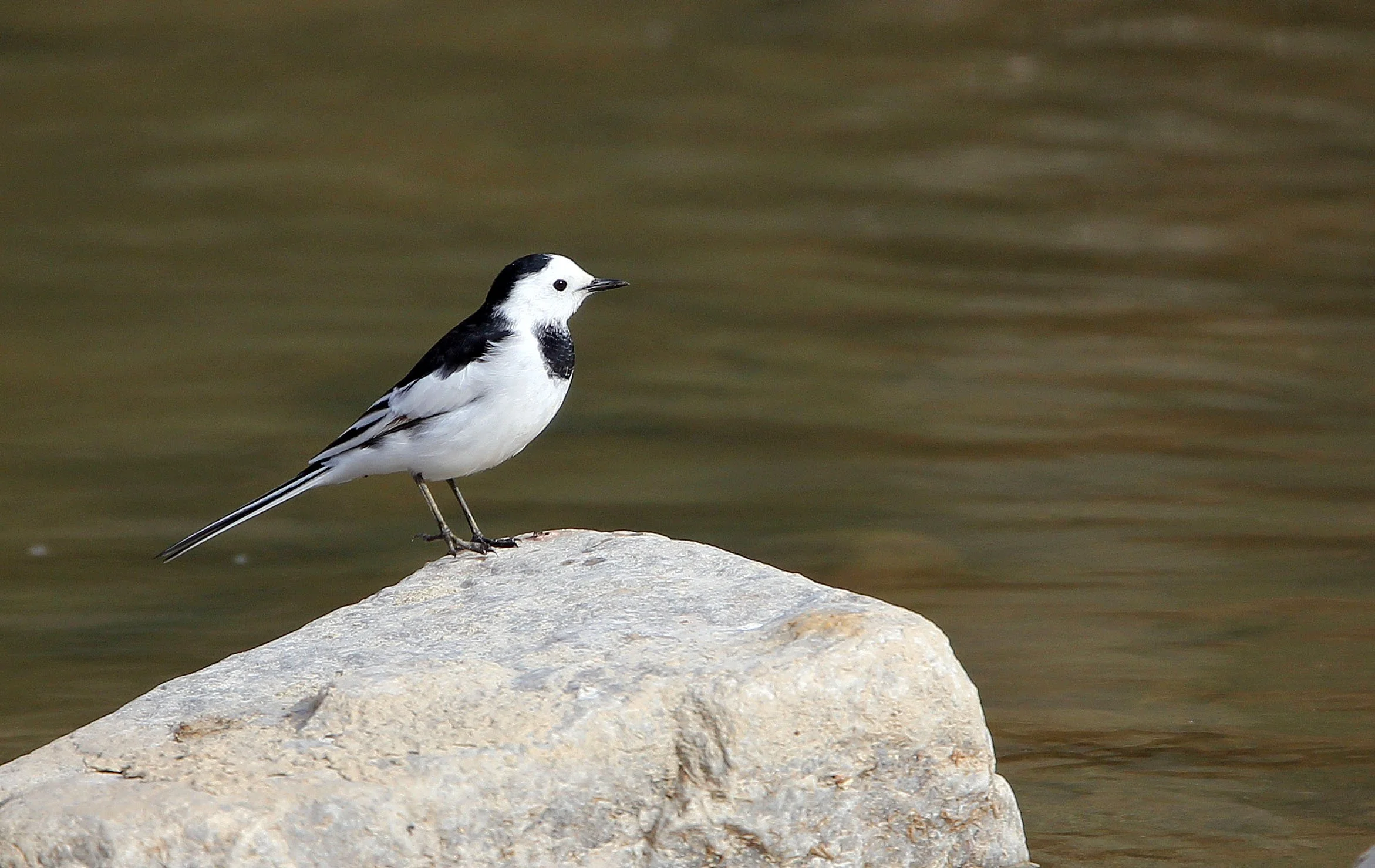 WHITE WAGTAIL - FOPING CITY SHAANXI CHINA (4).JPG