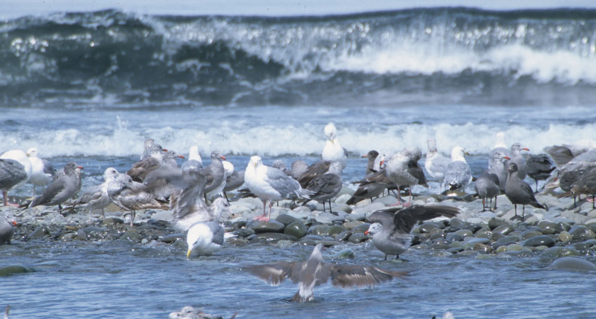 BIRD - GULL - HEERMANS - ELWHA MOUTH E.jpg