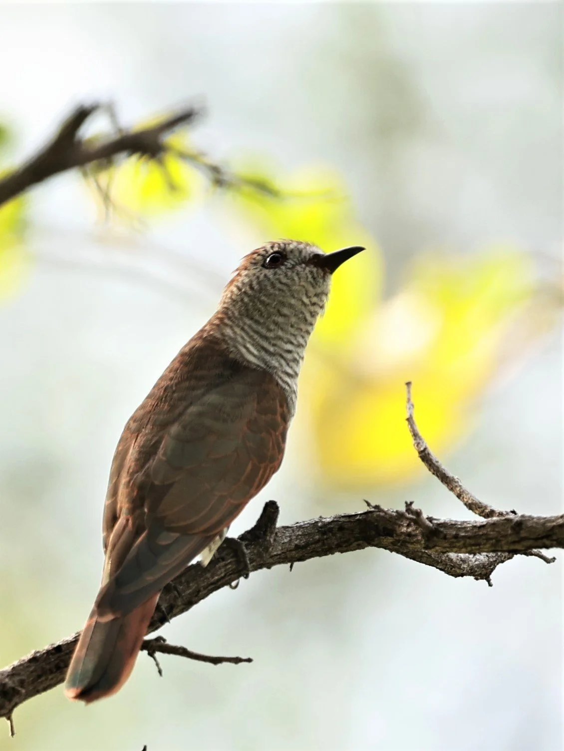 Violet Cuckoo (Chrysococcyx xanthorhynchus) Rama IX Park Bangkok (21).jpg