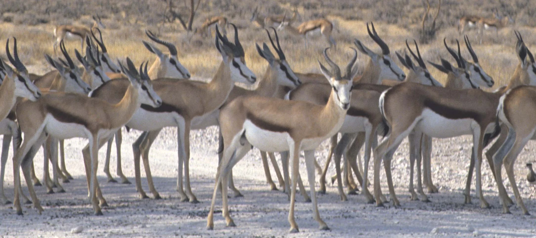 BOVID - SPRINGBOK - ETOSHA (2).jpg