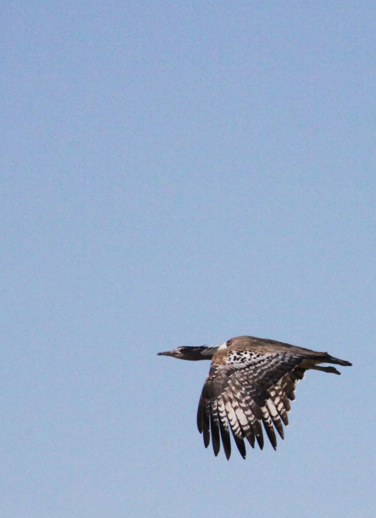 Kori bustard (Ardeotis kori) Etosha NP, Namibia (2).JPG