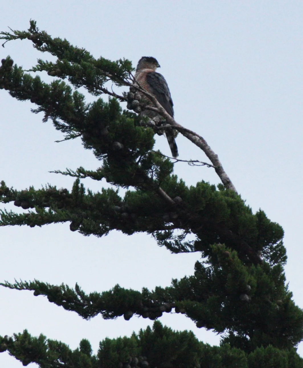 Accipiter cooperii - COOPERS HAWK - SEQUIM PRAIRIE (9).JPG