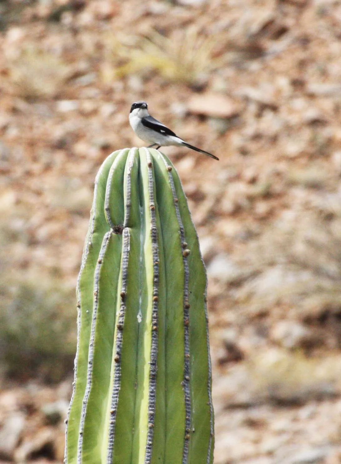 Loggerhead Shrike (Lanius ludovicianus) Isla Catalina Baja Mexico (2).JPG