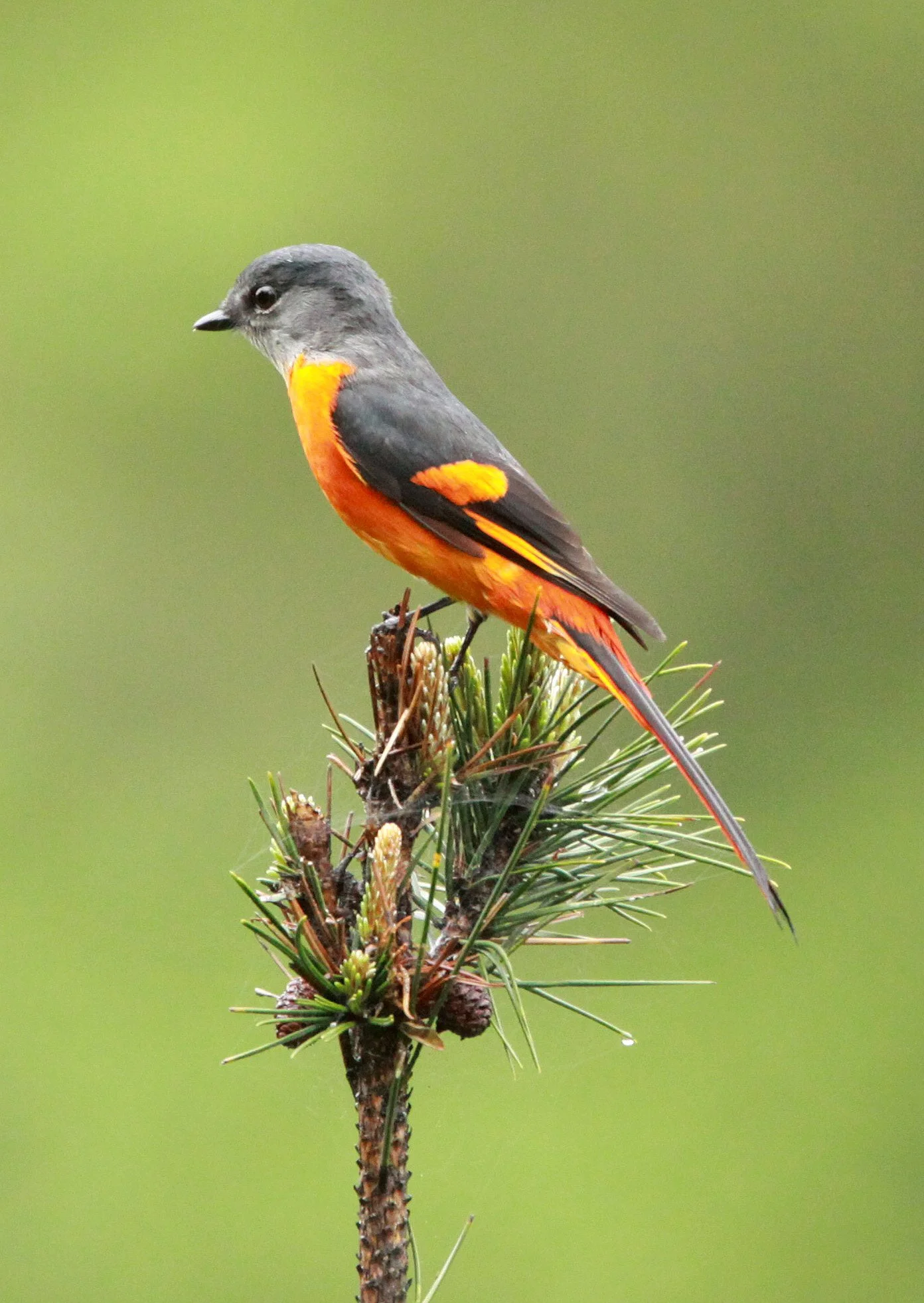 Gray-chinned Minivet (Pericrocotus solaris) Anhui Province China (14).JPG