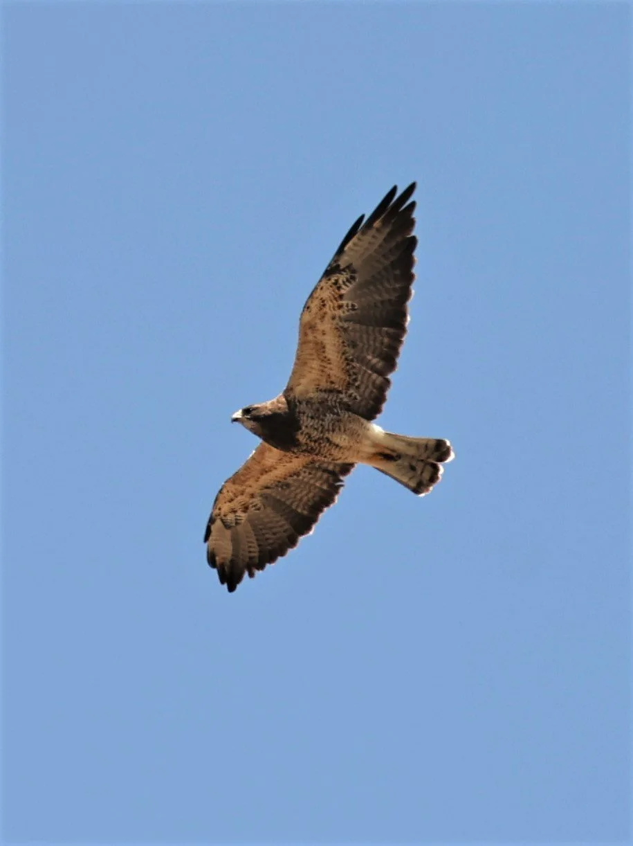 Buteo swainsoni - SWAINSON'S HAWK - SOUTH CENTRAL IDAHO MIDDLE OF NOWHERE (5).jpg